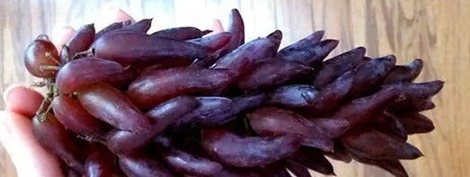 GRAPE “Witch Fingers” 2 grape vines cuttings
