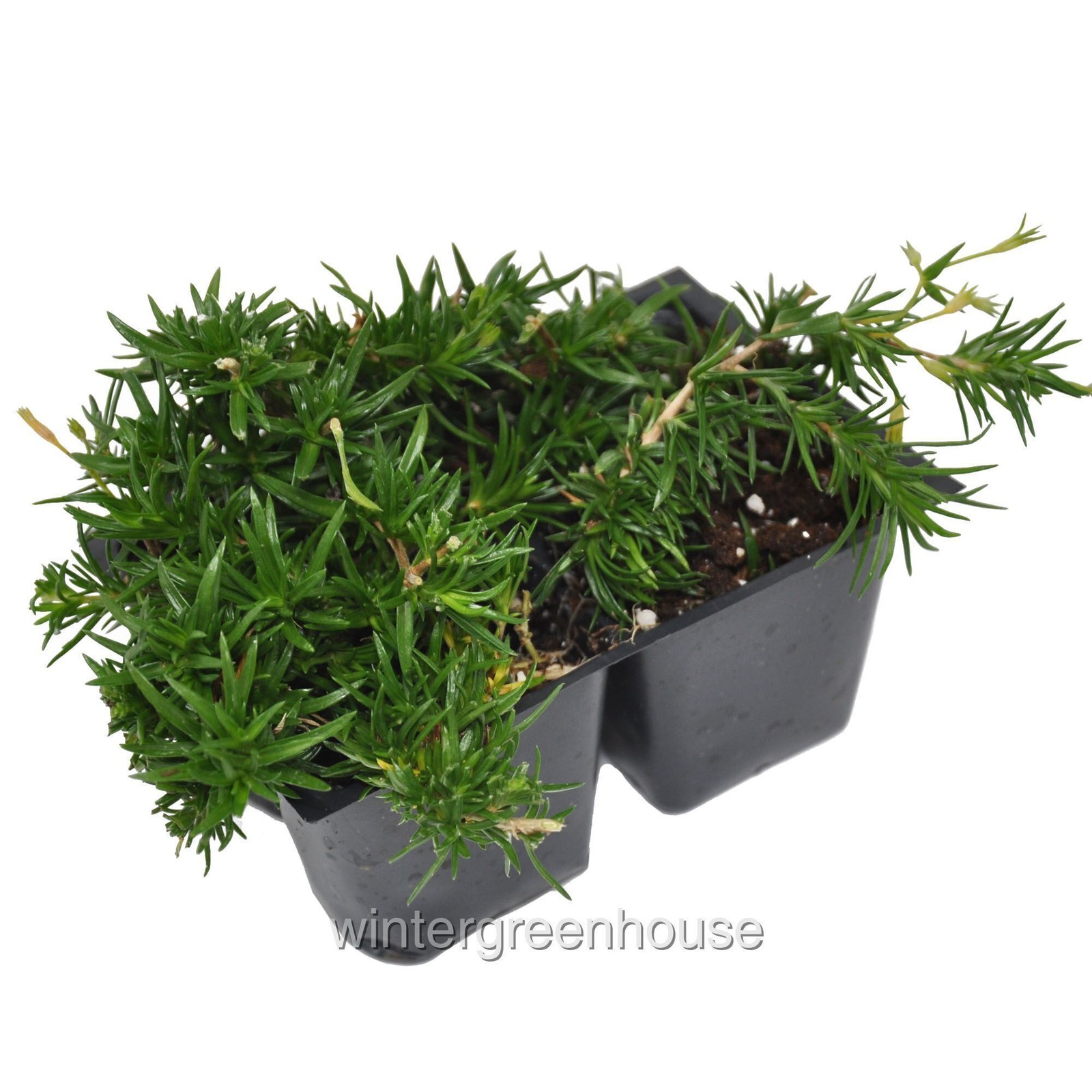 Phlox subulata, Creeping Phlox, Emerald Blue, Container Size: 4x 2.63×1.72×2.75″