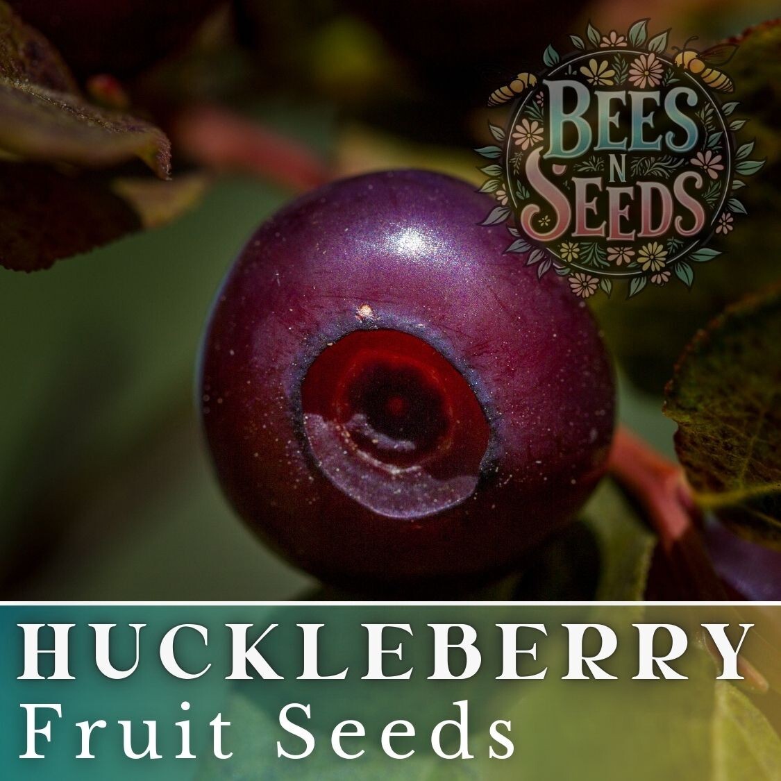 Woodland Huckleberry Seeds 125, 300 or 500 Seeds Flower, Flower Seeds, Non GMO