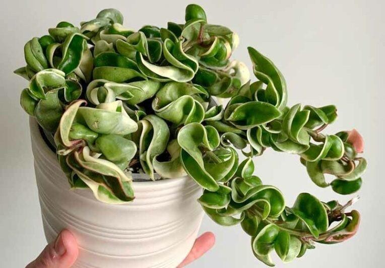 Hoya Hindu Rope Carnosa Compacta 2 Pack Live Plant 4 or 6 Inch Pot