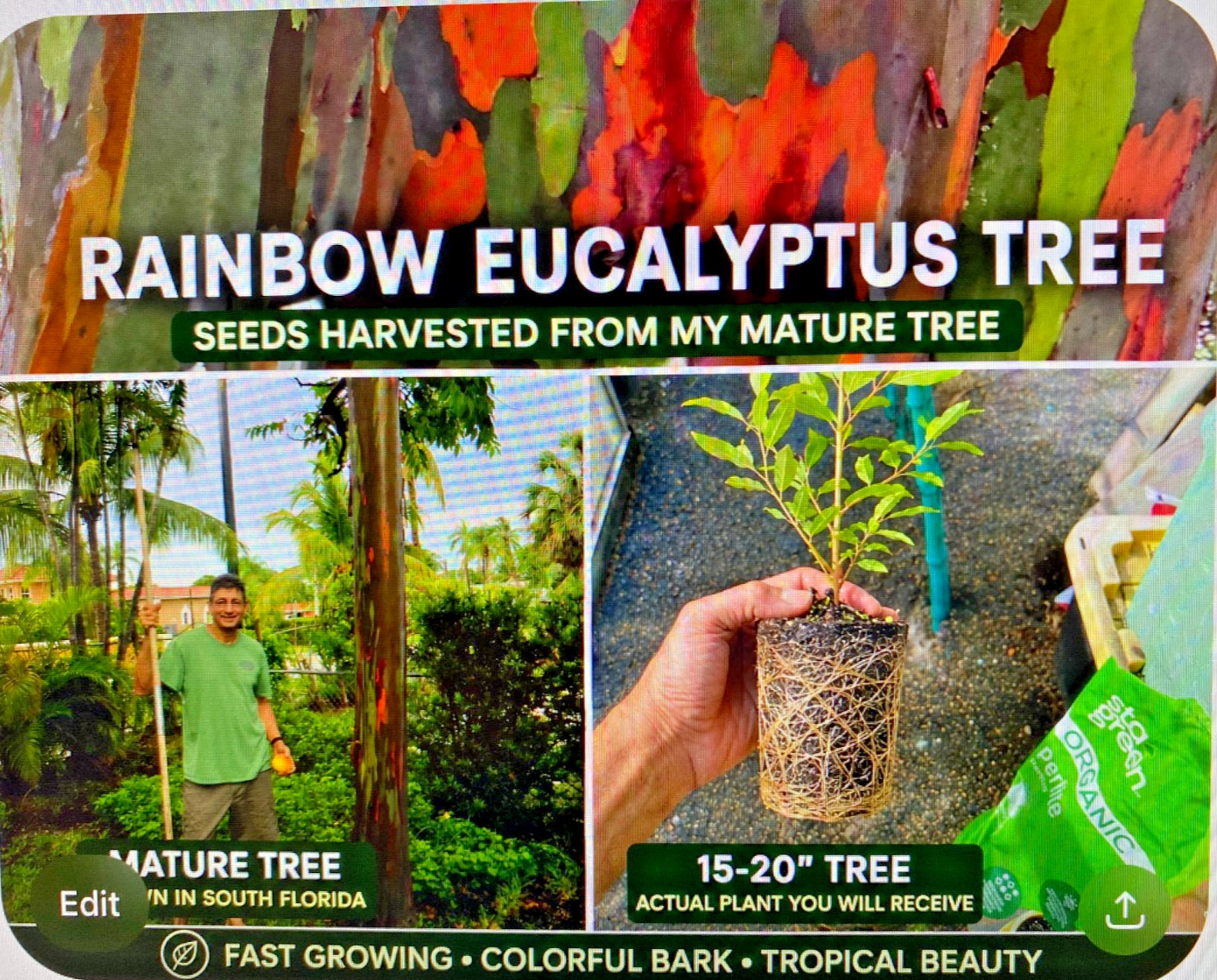 Rainbow eucalyptus seedling 12 to 20 inches tall shipped in 4 inch pot with soil