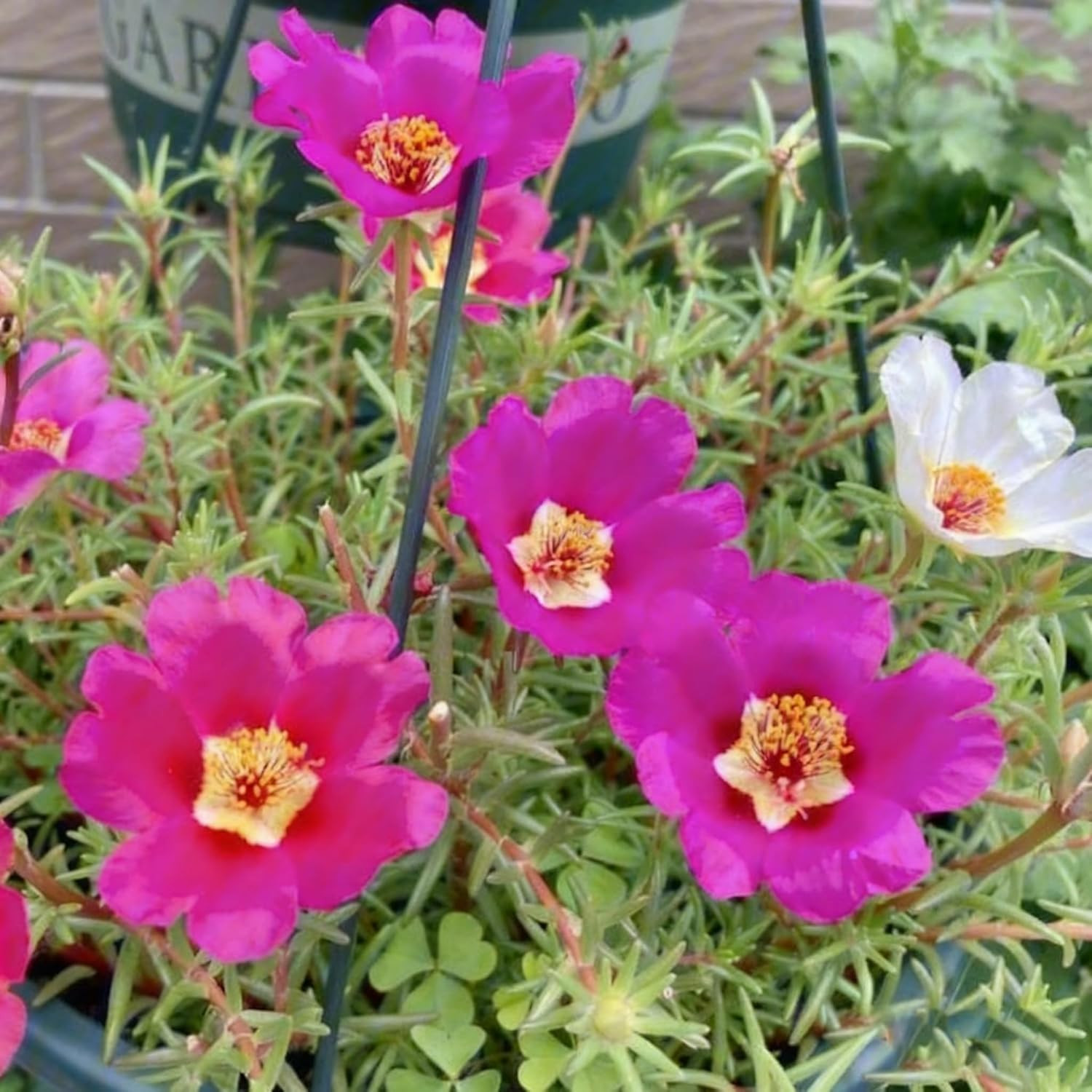 Mixed Color Portulaca Grandiflora Seeds, 10000 Double Moss Rose Seeds for Planti
