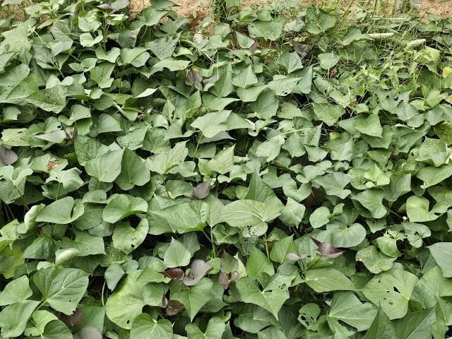 10 Beauregard Sweet Potato Slips Organic Orange Flesh Variety – Khoai Lang