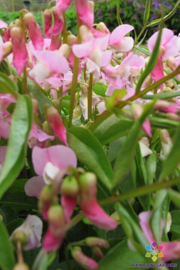 50+ Lathyrus vernus ‘Albo-roseus’ Perennial Sweet Pea Seeds – FREE SHIPPING!