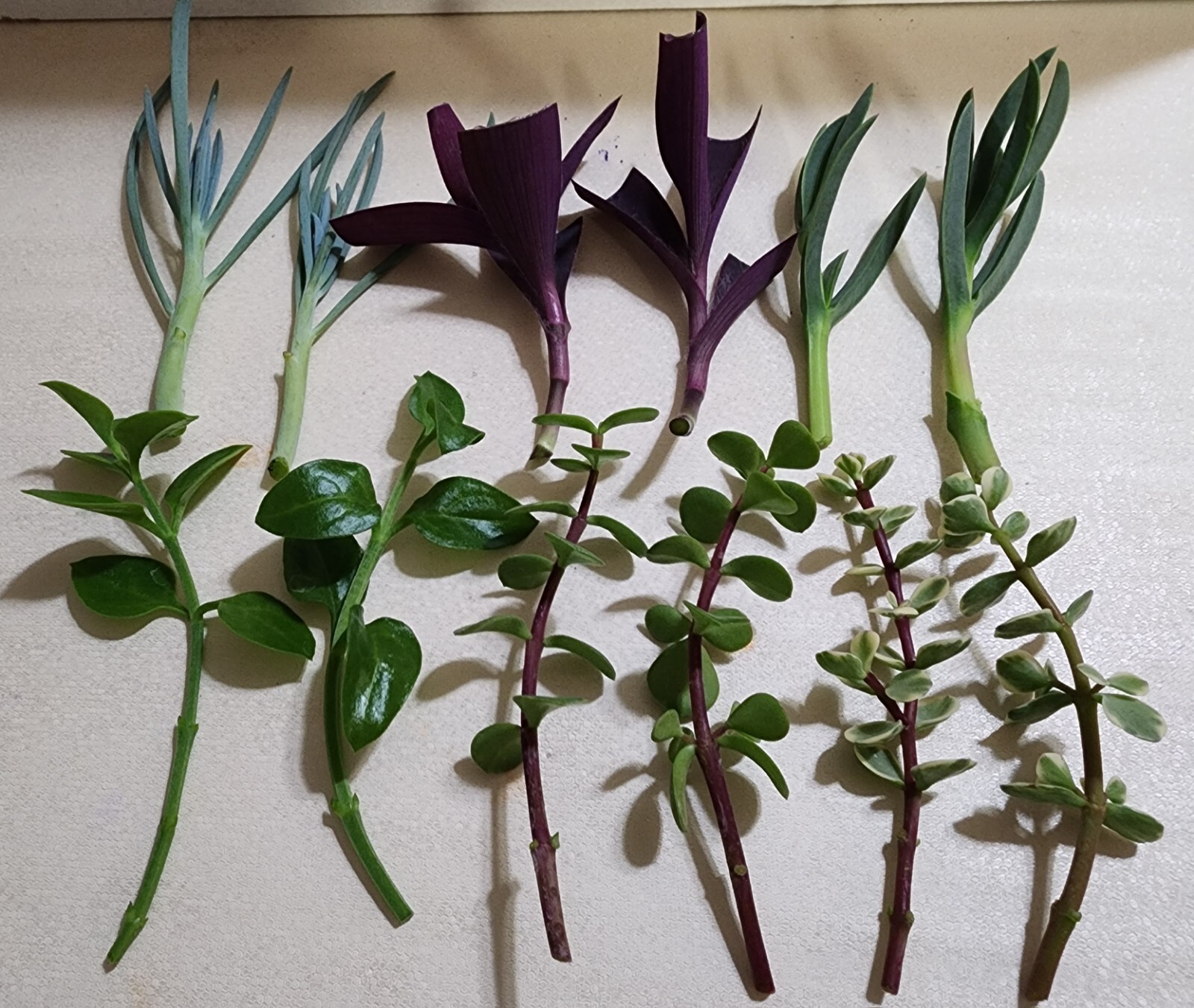 12 Piece Assorted Lot Of Live Plants (6 Kinds x 2 of Each)for Rooting