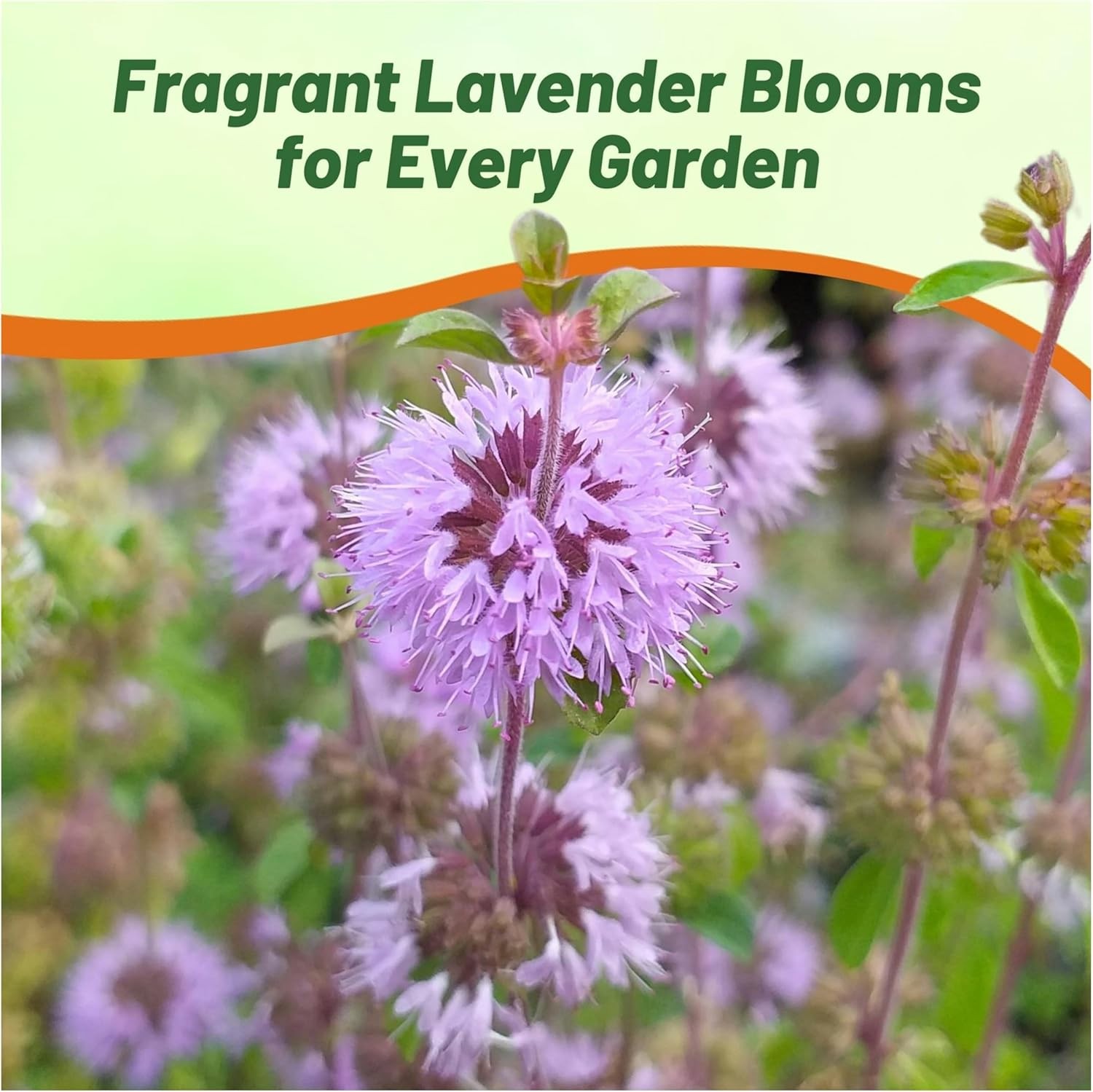 10000 Seeds Pennyroyal Flower Seeds – Mentha Pulegium Pennyroyal Seeds
