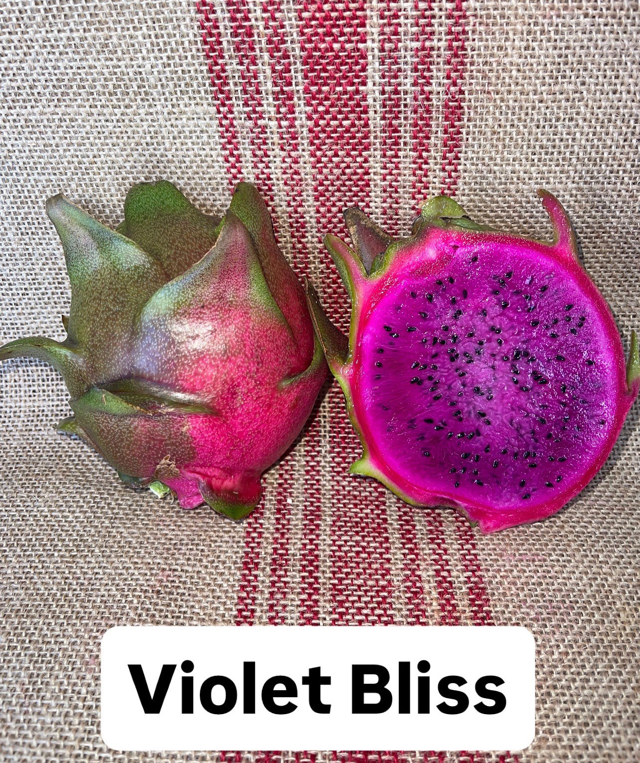 Mature cuttings of “VIOLET BLISS” NEW hybrid!! 14-18 inch long!