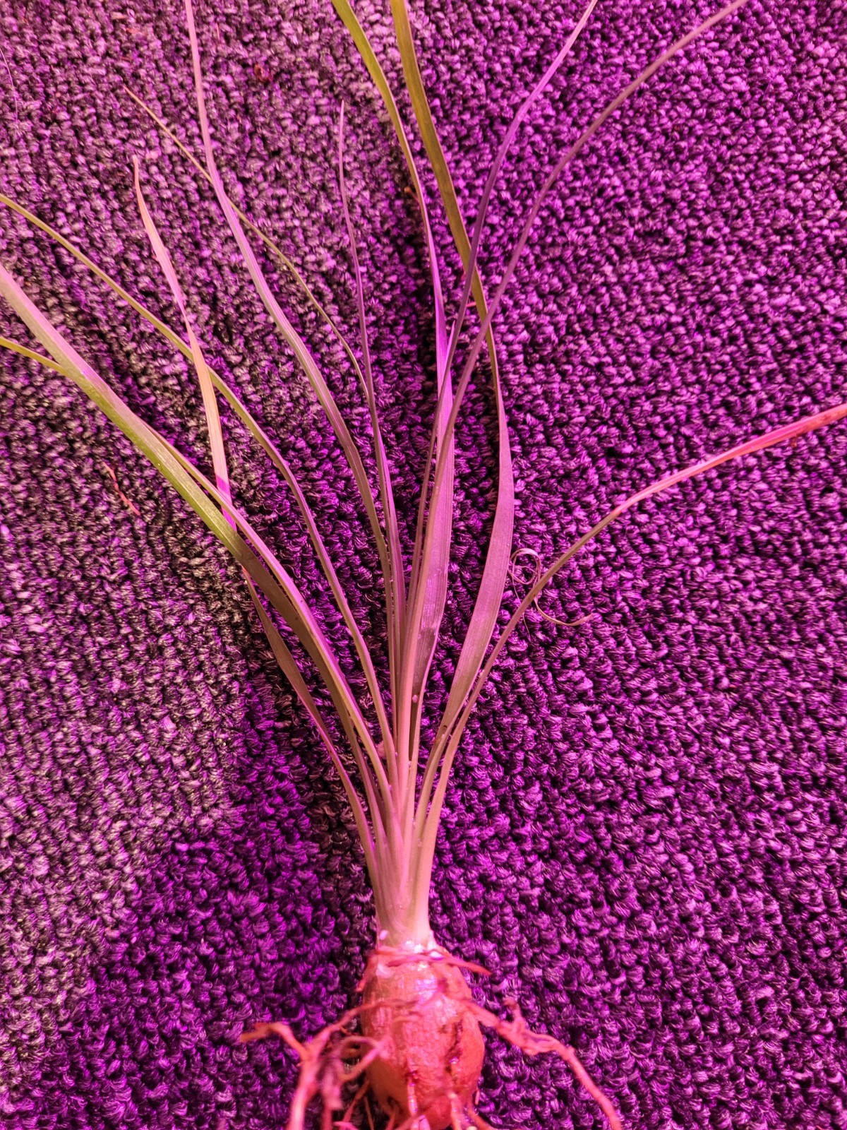 Ponytail Palm Beaucarnea Recurvata 1 Seedling Exotic Houseplant