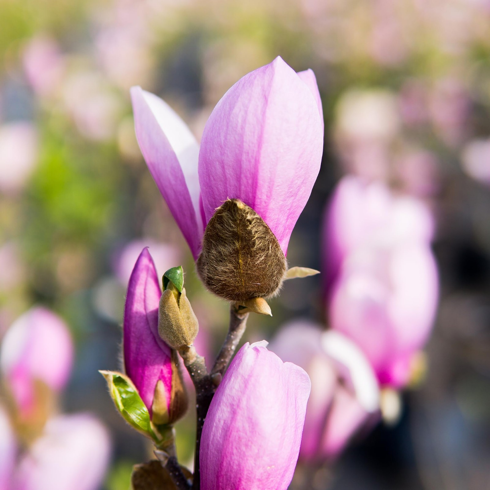Live Jane Magnolia Plant – 1 Gallon, Easy Care Guide, Beautiful Flowering Tree