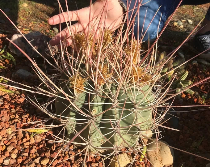 Ferocactus Rectispinus 5 Seeds. Free Shipping!