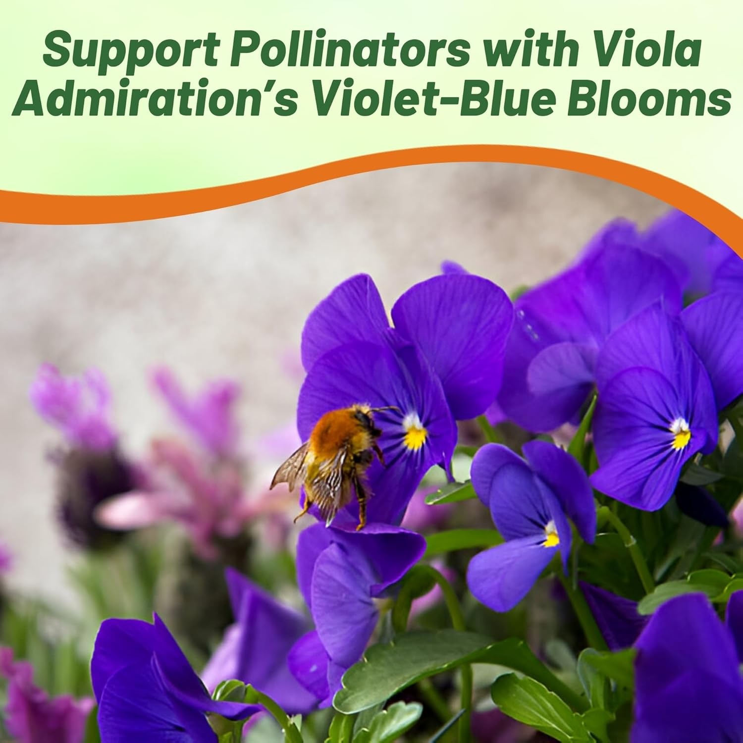 1000 Seeds Viola Seeds – Viola Cornuta Admiration Flower Seed