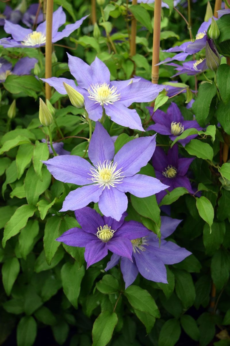 1 H.F Young Clematis Vine Live Starter Plant RootsOnly Huge Wedgewood Blue Bloom