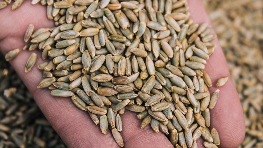 Winter Rye Seed 5 Lbs. Cereal Sprouting Garden Cover Crop Food Plot Deer