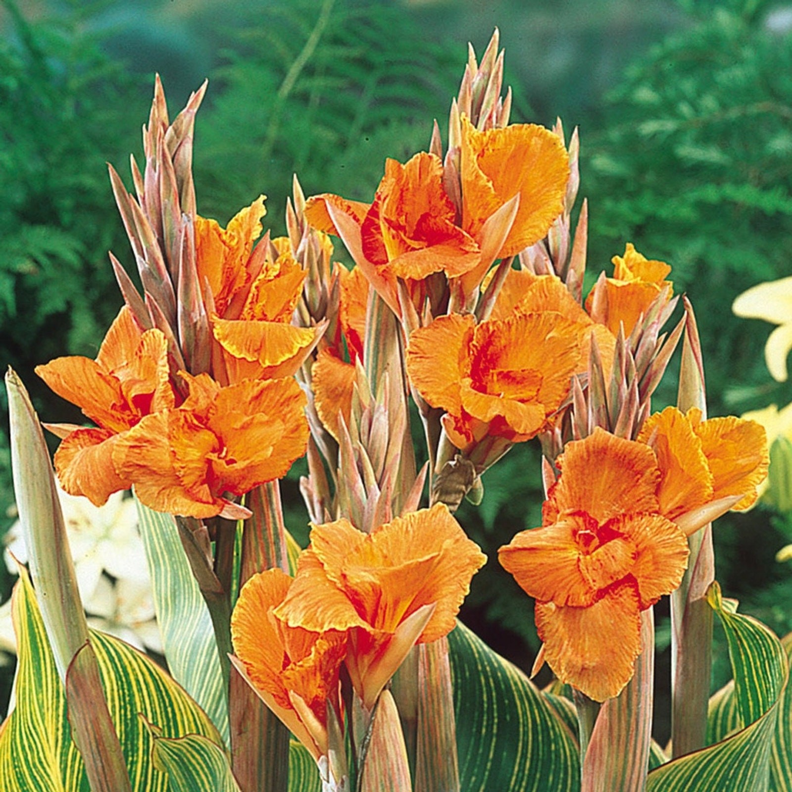 Canna Pretoria Lily Bulbs Bengal Tiger Striata Yellow Flowering Baring Root For