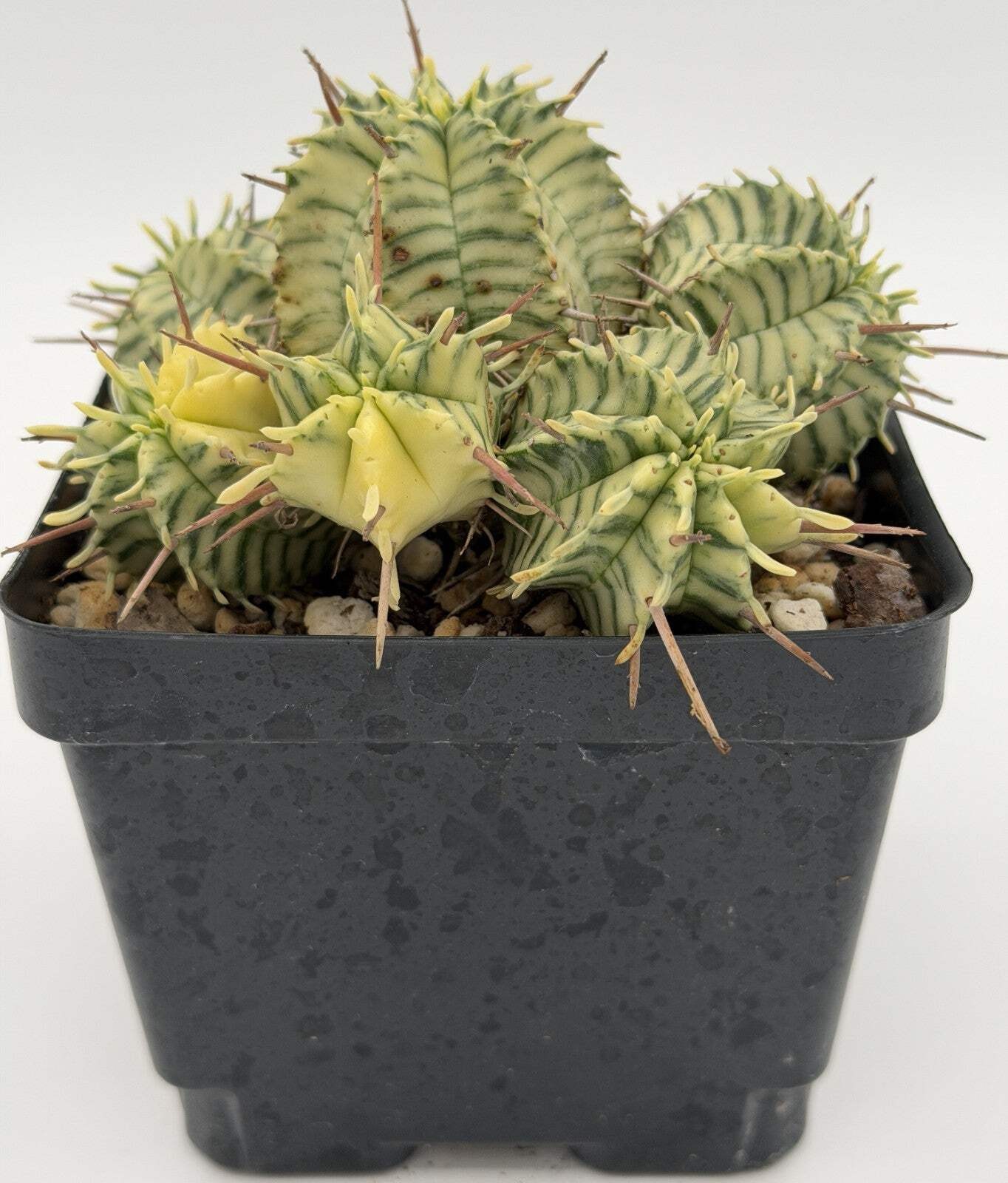 Euphorbia Meloformis Variegated Super Healthy In 4.5 Inch Pot- Multi-Head Plant!