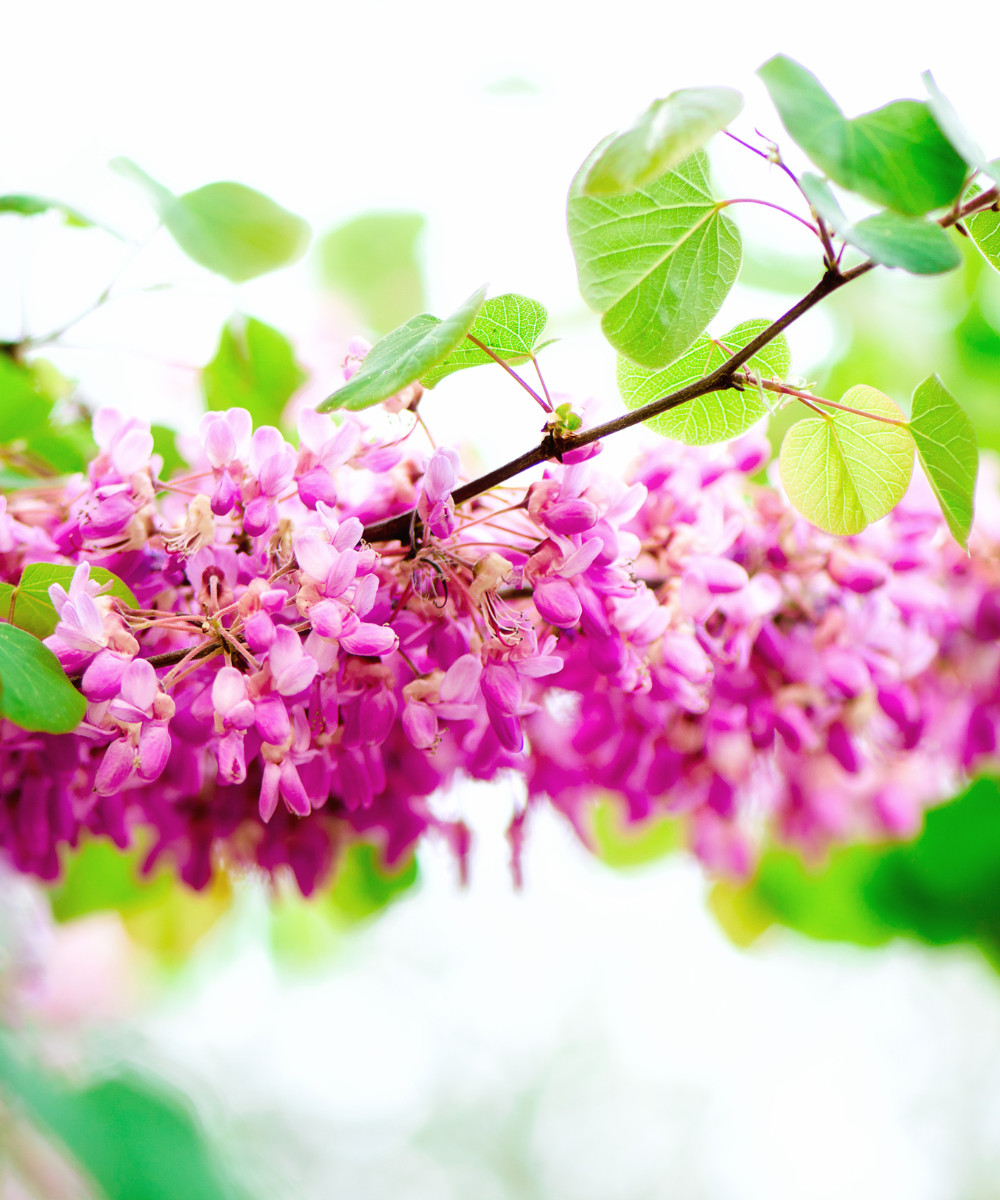 Eastern Redbud tree seeds Pink and White Selection Pre-Stratified Ready to Plant