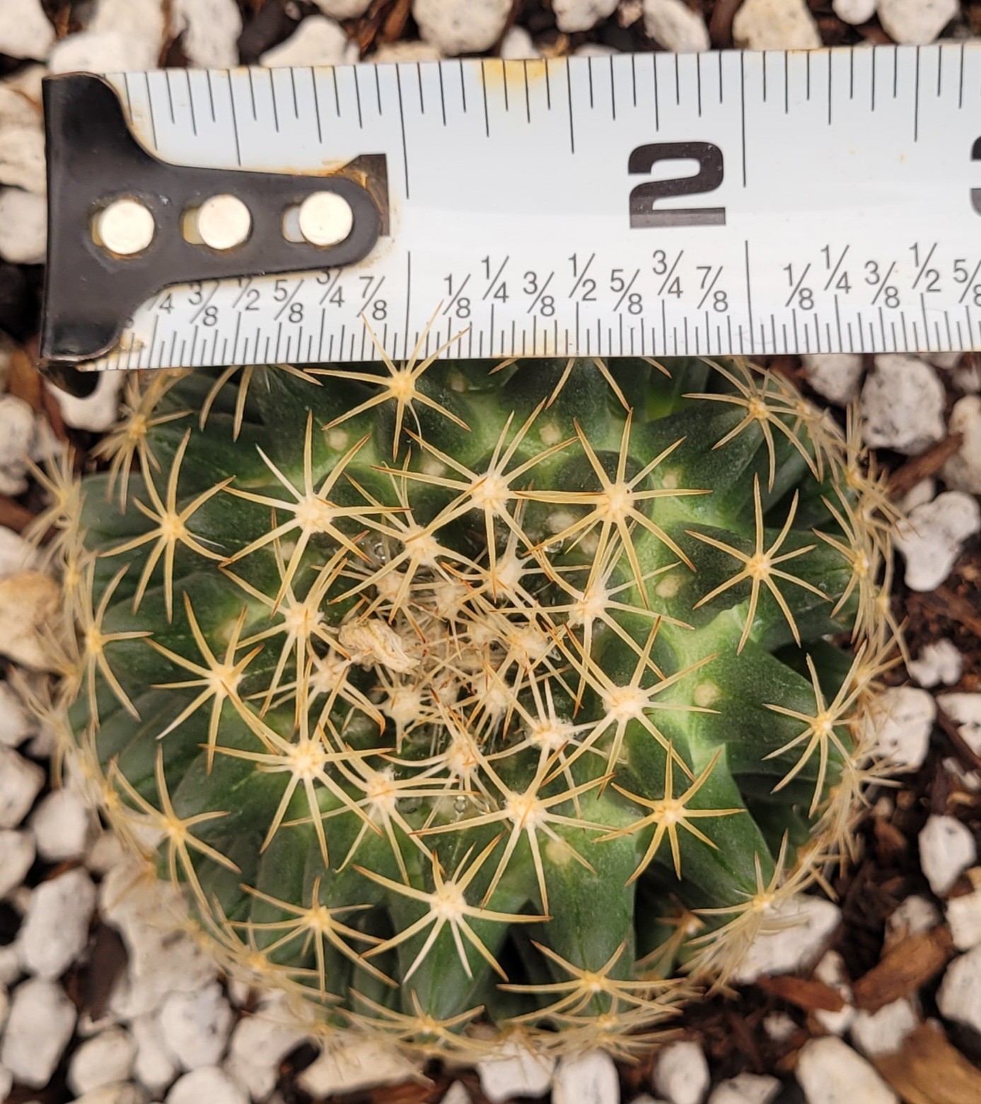 Escobaria Missouriensis “Missouri Foxtail Cactus” 2.5″ Wide – Bare Root