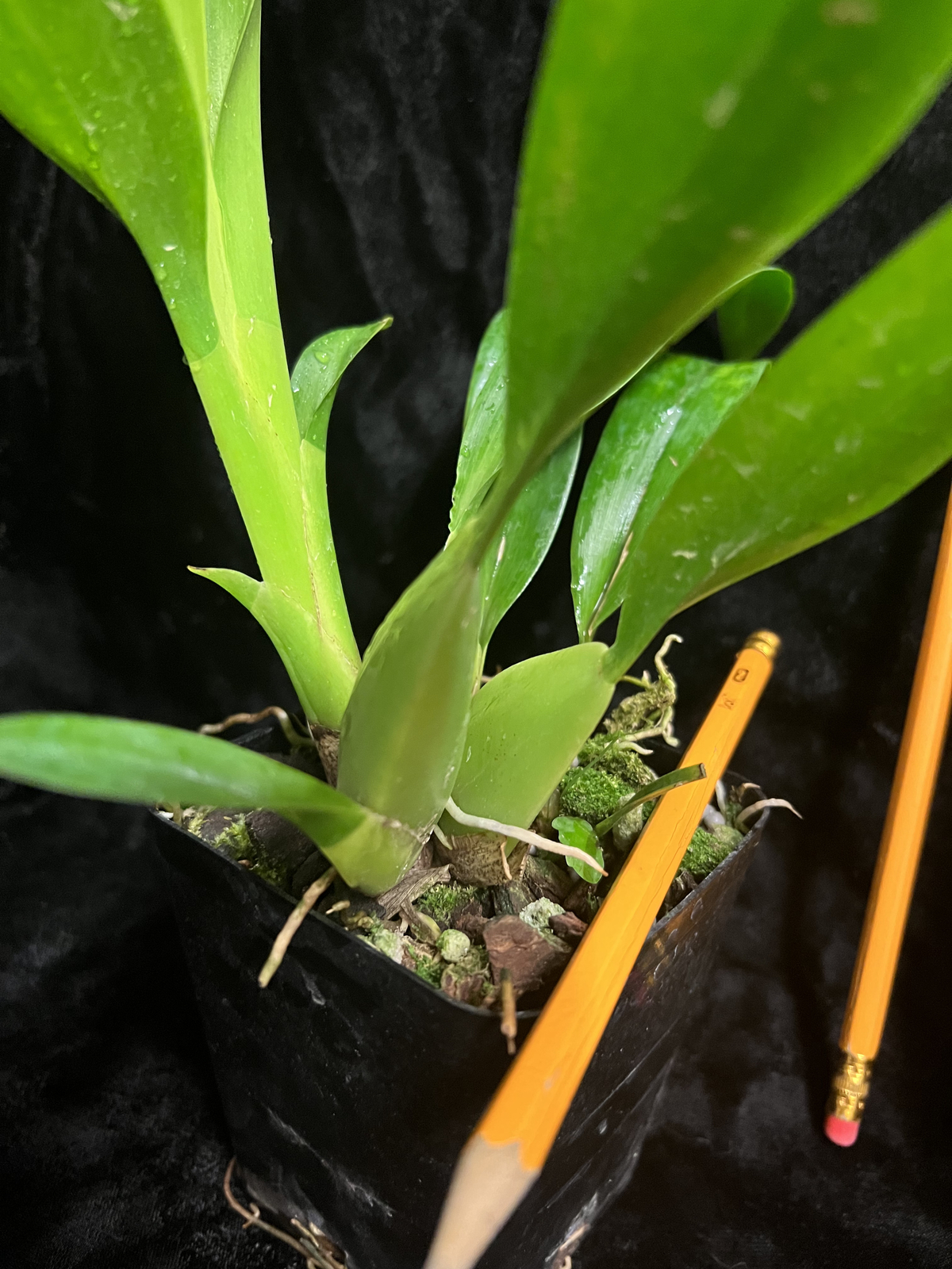 Onc_SHARRY BABY_chocolate fragrance blooms easy grow orchid (NOT in-bud/bloom)