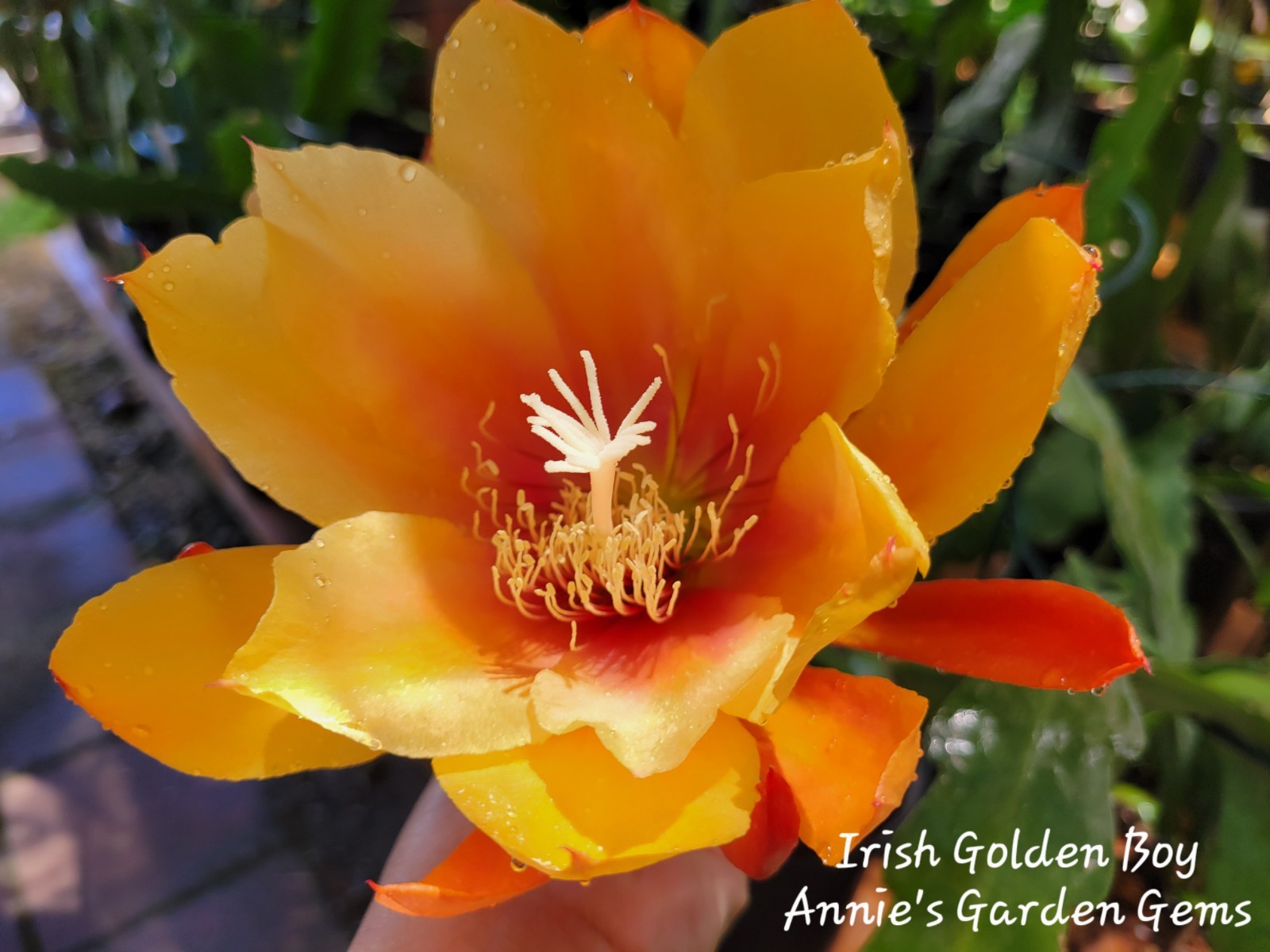 Epiphyllum Irish Golden Boy Unrooted Cuttings – 8 to 10 inches long