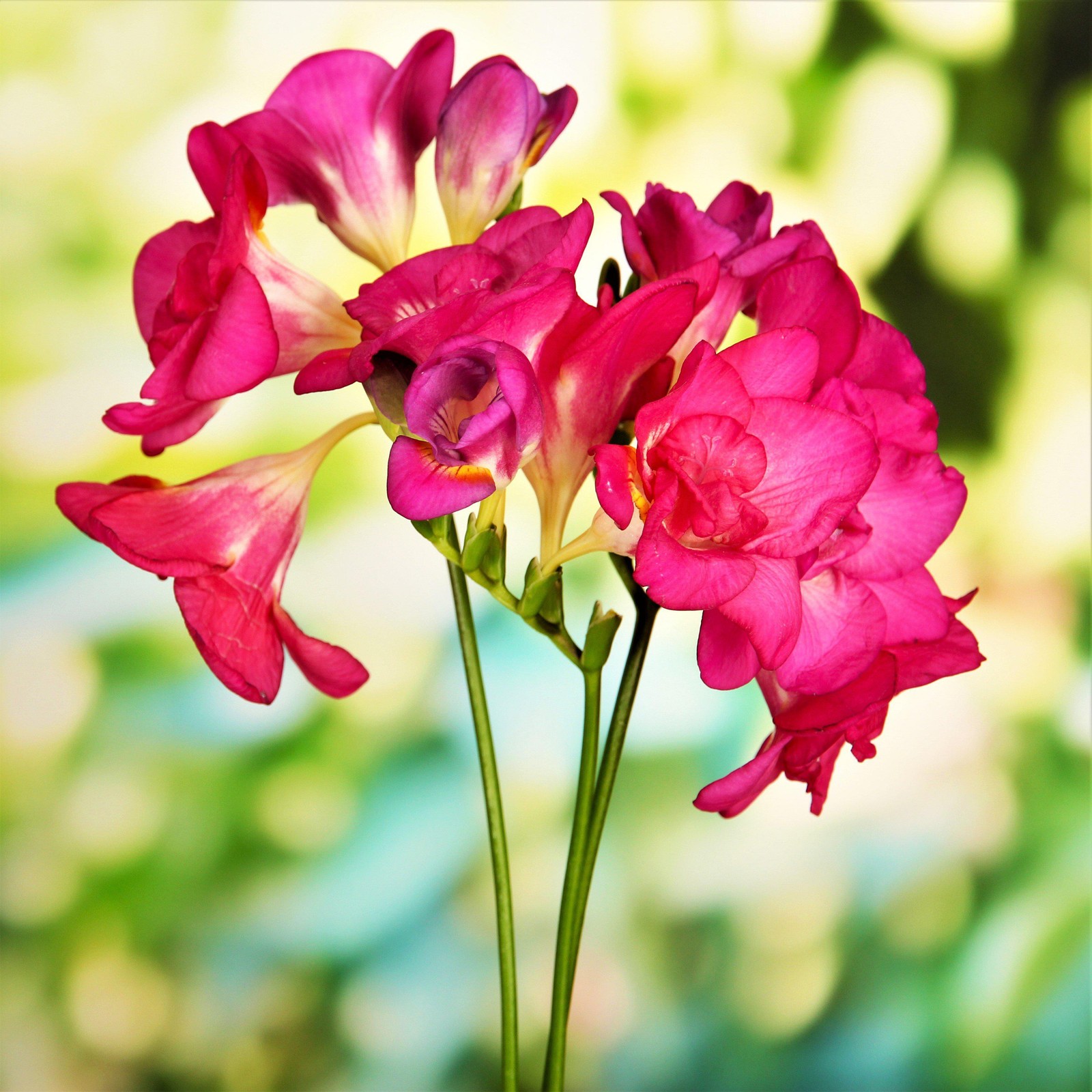 Easy to Grow Freesia Doubles Mix 15 Plant Bulbs, Spring Flowers Zones 9-11