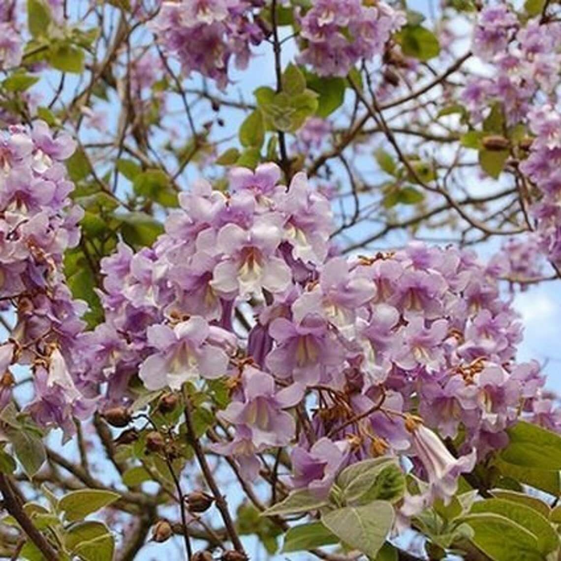 50 Royal Empress Tree Seeds to Grow Beautiful Flowering Tree