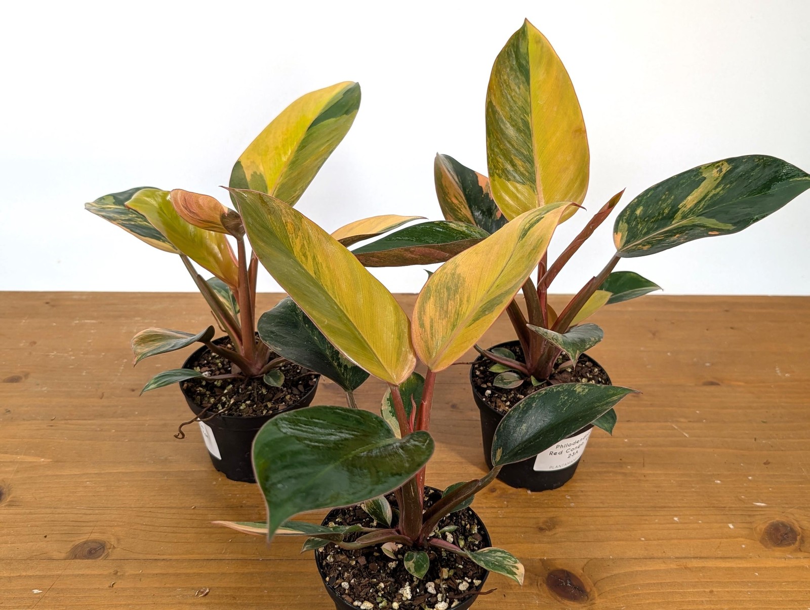 Philodendron Red Congo Variegated Plants | 4″ or 6″ pot