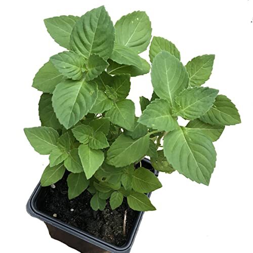 Smoke Camp Crafts Organic Holy Basil Live Plant, (Ocimum basilicum ‘Holy’) 2.5