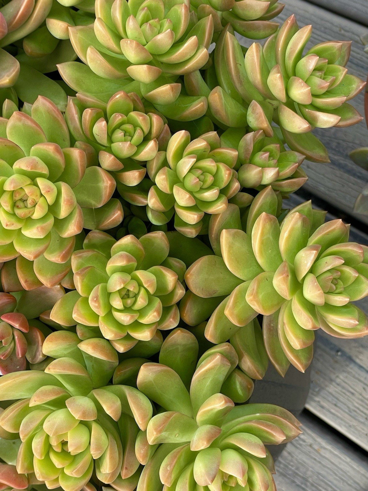 Rare Succulent Sedum Adolphi Golden Glow 2-3 Inches Unrooted Live Plant Cutting