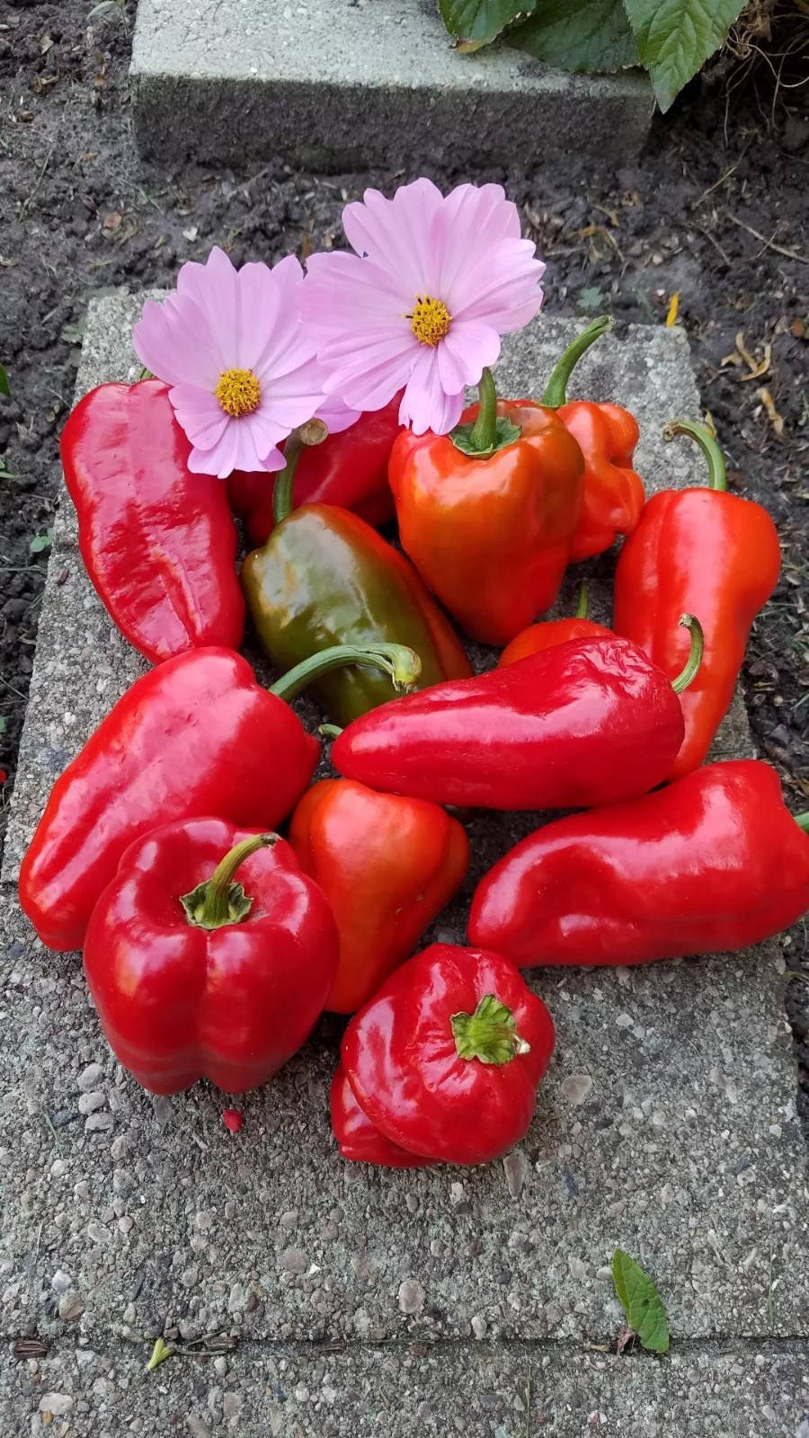 Leutschauer Paprika Pepper Seeds 10 Organic Seeds *Free Shipping*