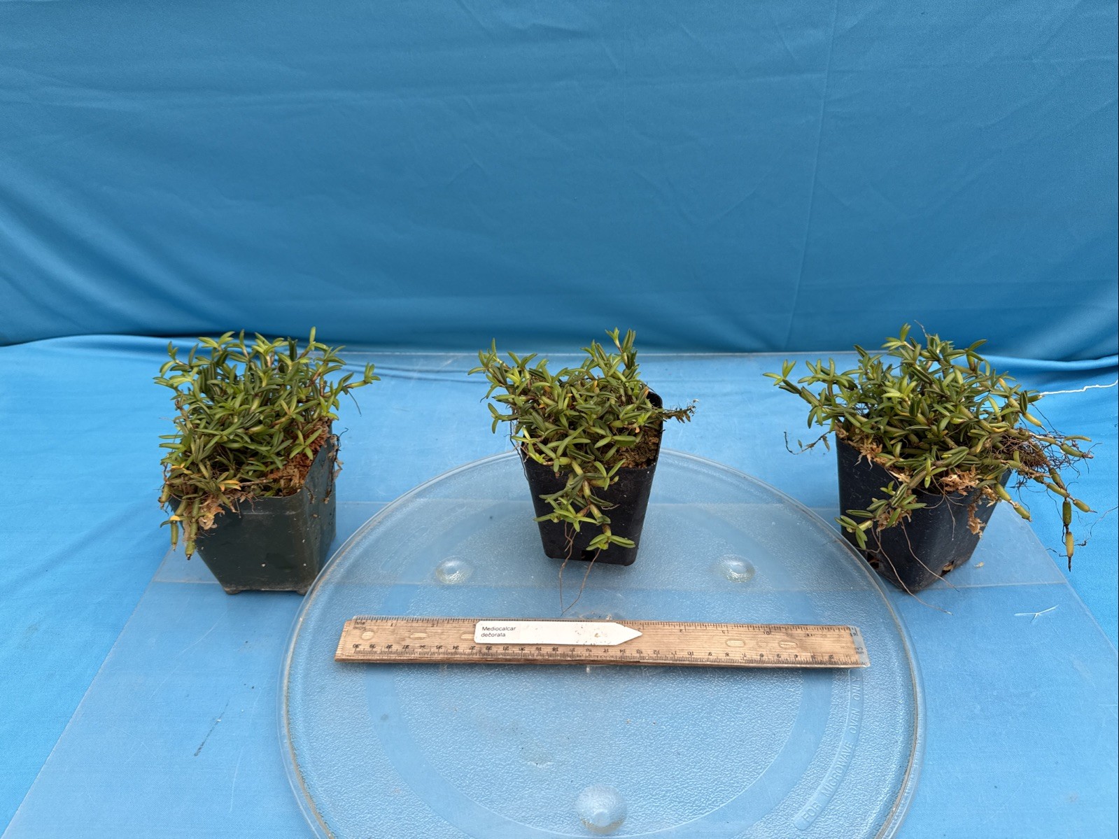 Mediocalcar decorata Orange Yellow Prolific Bloomer BS Orchid Species 4” Pot