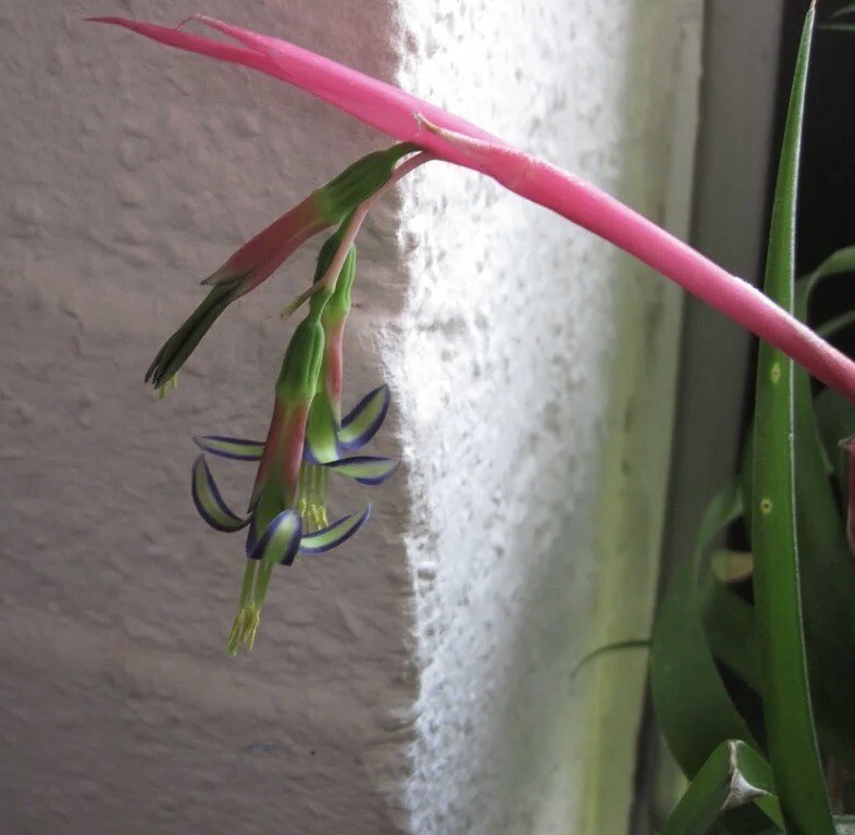 Billbergia Nutans- QueensTears- Bromeliads Friendship Plant Three Rooted Plants