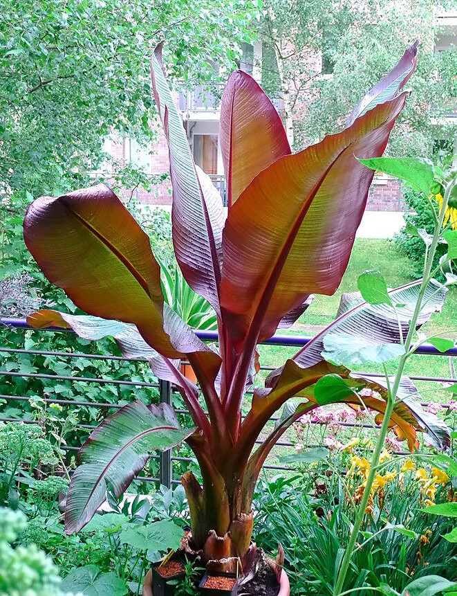Ensete Maurelii – Red Abyssinian Banana – Cold Hardy Tropical Banana Plant
