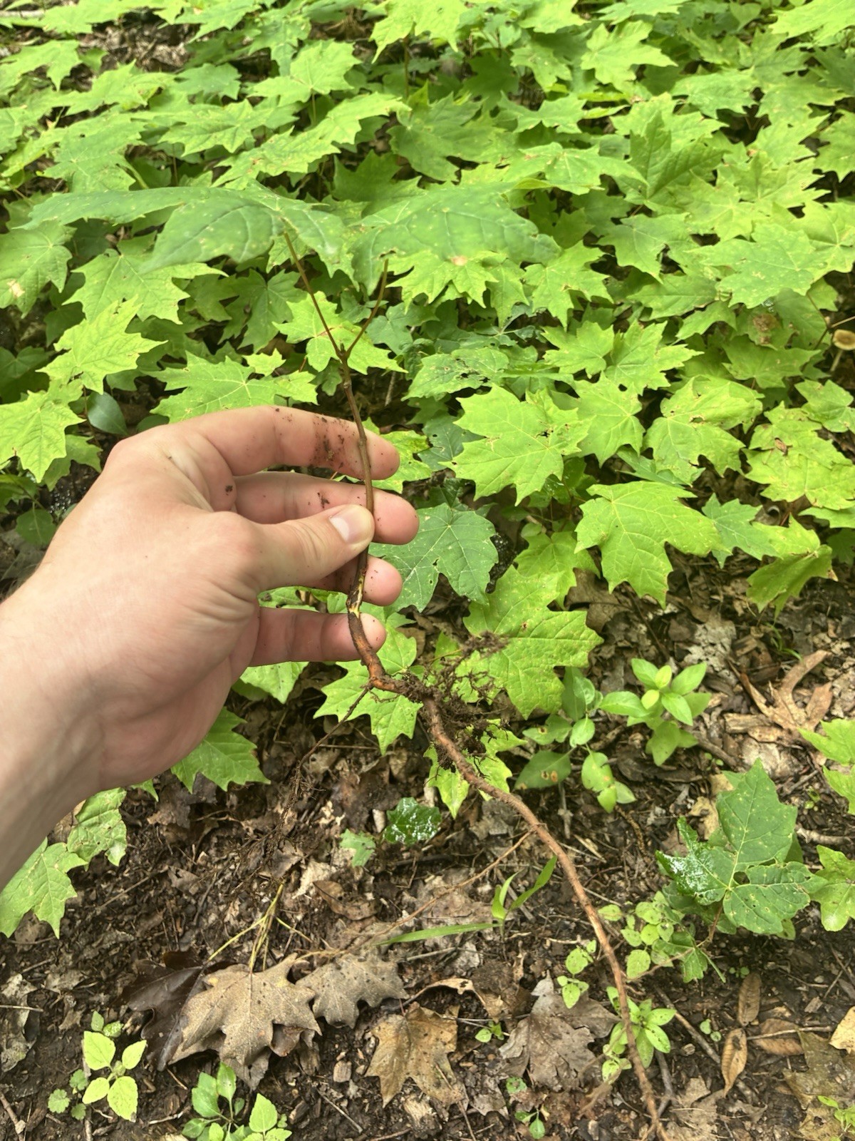 10 Sugar Maples 6” Saplings Bare-root (Acer Saccharum)