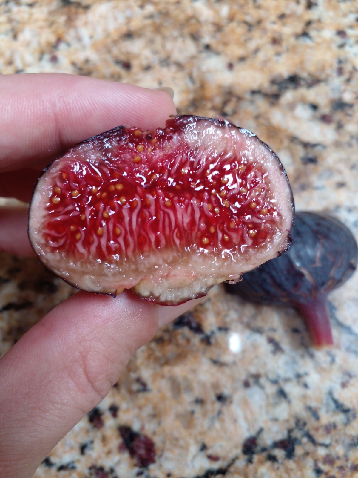 Cherry Cordial Fig Tree – 50 Seeds – Tasty Berry Figs – Easy To Grow From Seed