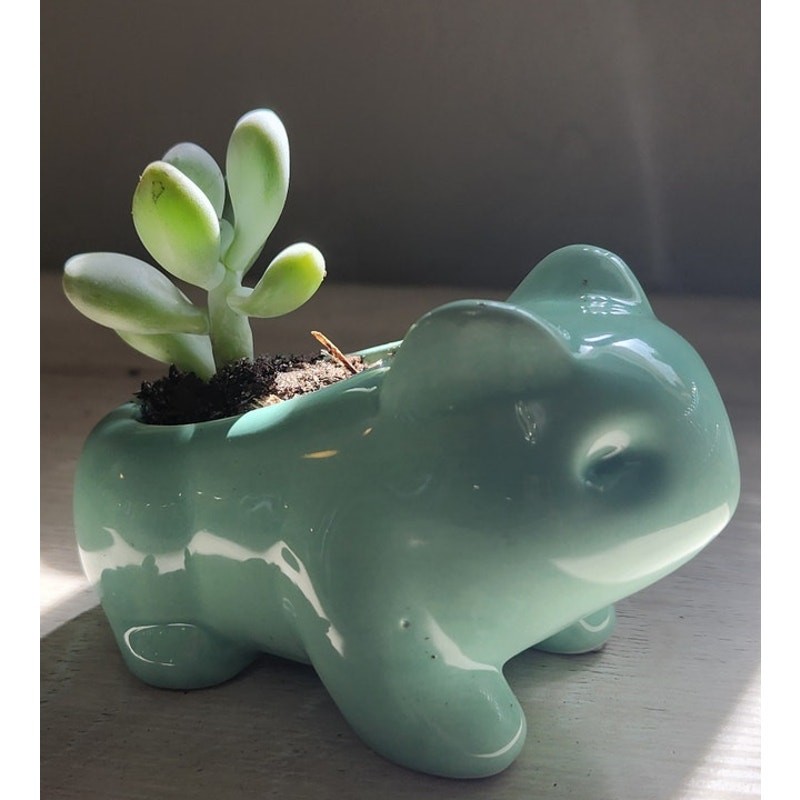 Succulent in Mint Animal Planter | Live Plant | Cute Gift