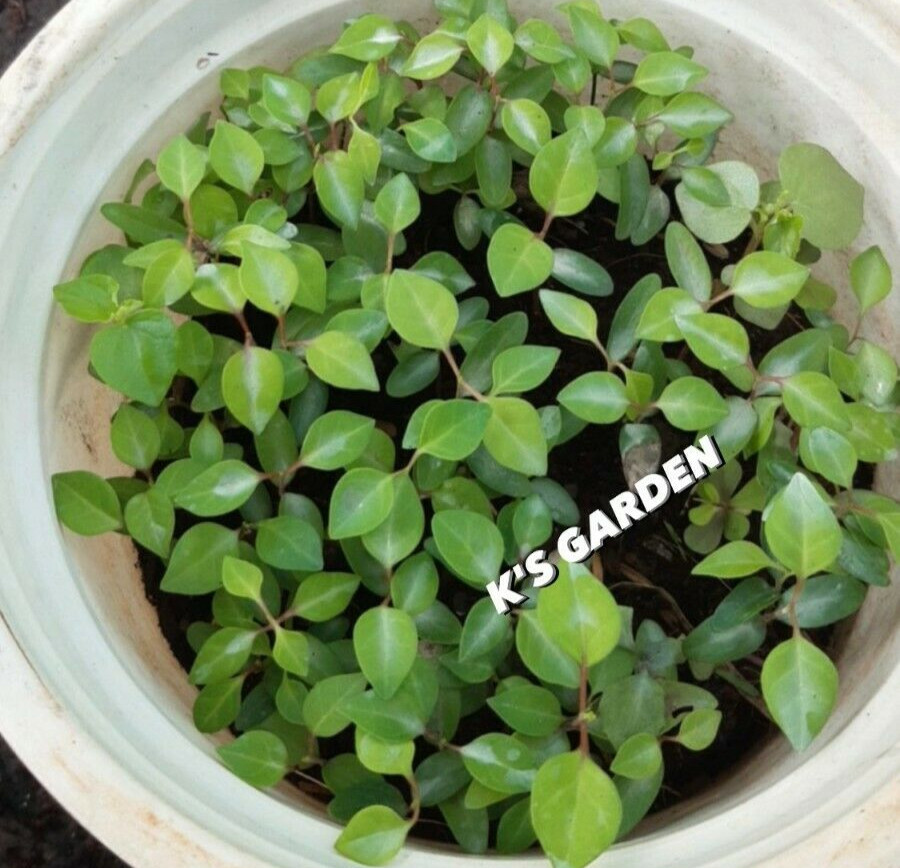 5 PCS RIVER LEAF VINE SEEDS , HAT LÁ GIANG |HIGH GERMINATION RATE 85%|