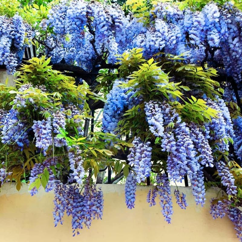 Blue Wisteria Tree Live Plant 6 to 12 Inch Tall 2.5 Inch Pot