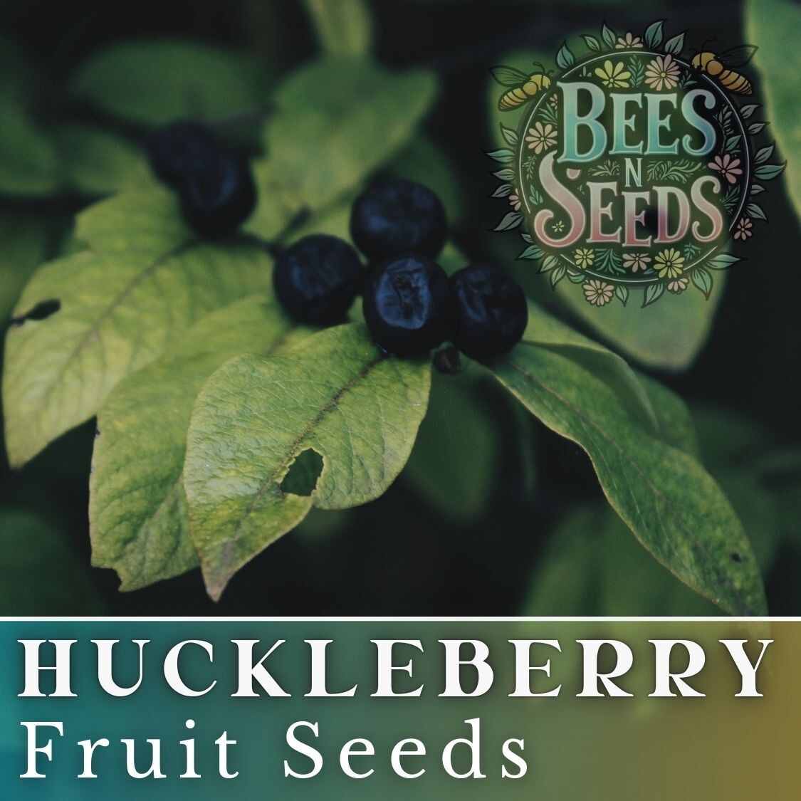 Meadowlark Huckleberry Seeds 125, 300 or 500 Seeds Flower, Flower Seeds Non GMO