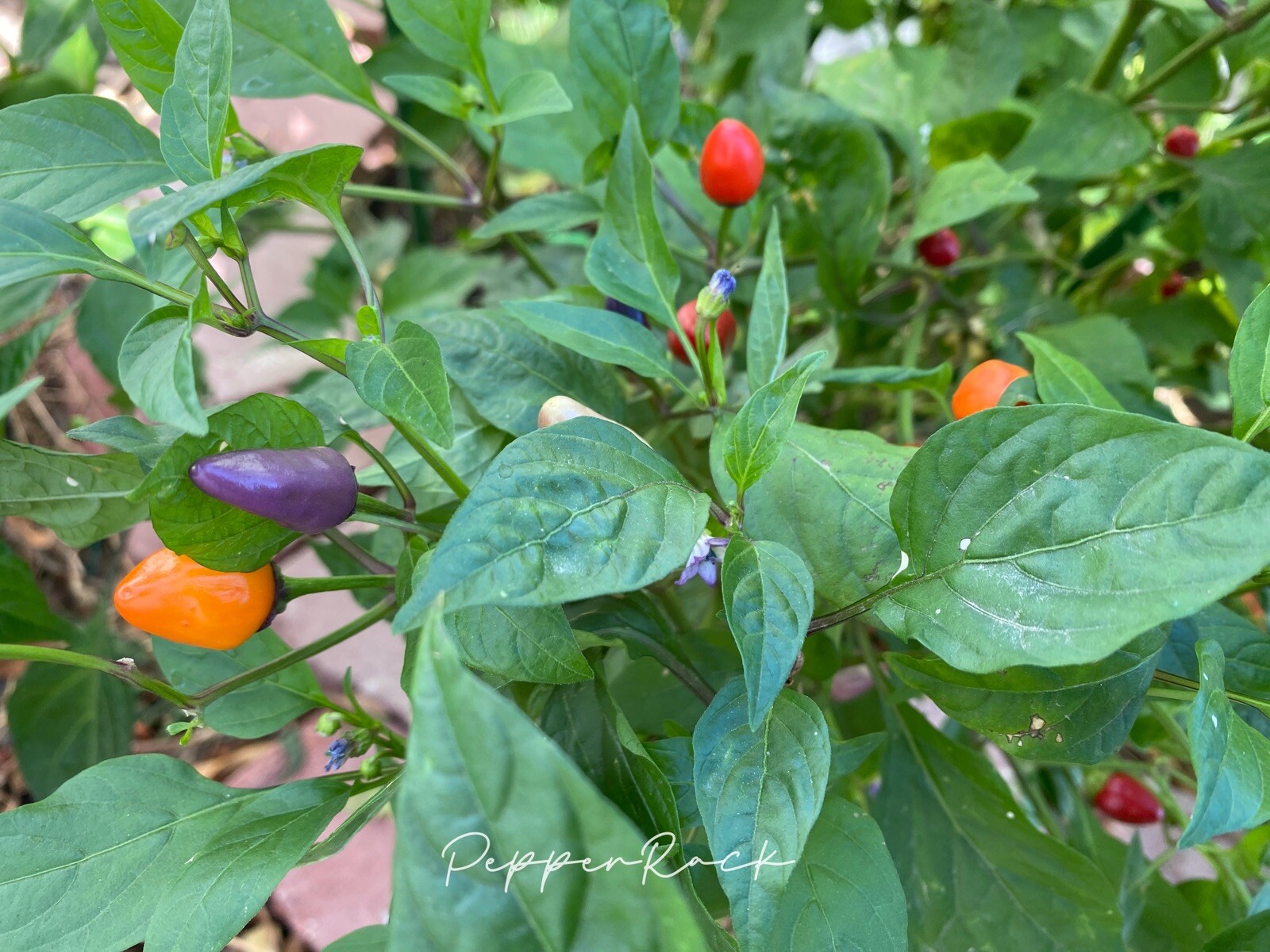 RARE✿ Heirloom Chinese 5 Color Hot Pepper 15 Seeds ●Edible Ornamental Chili