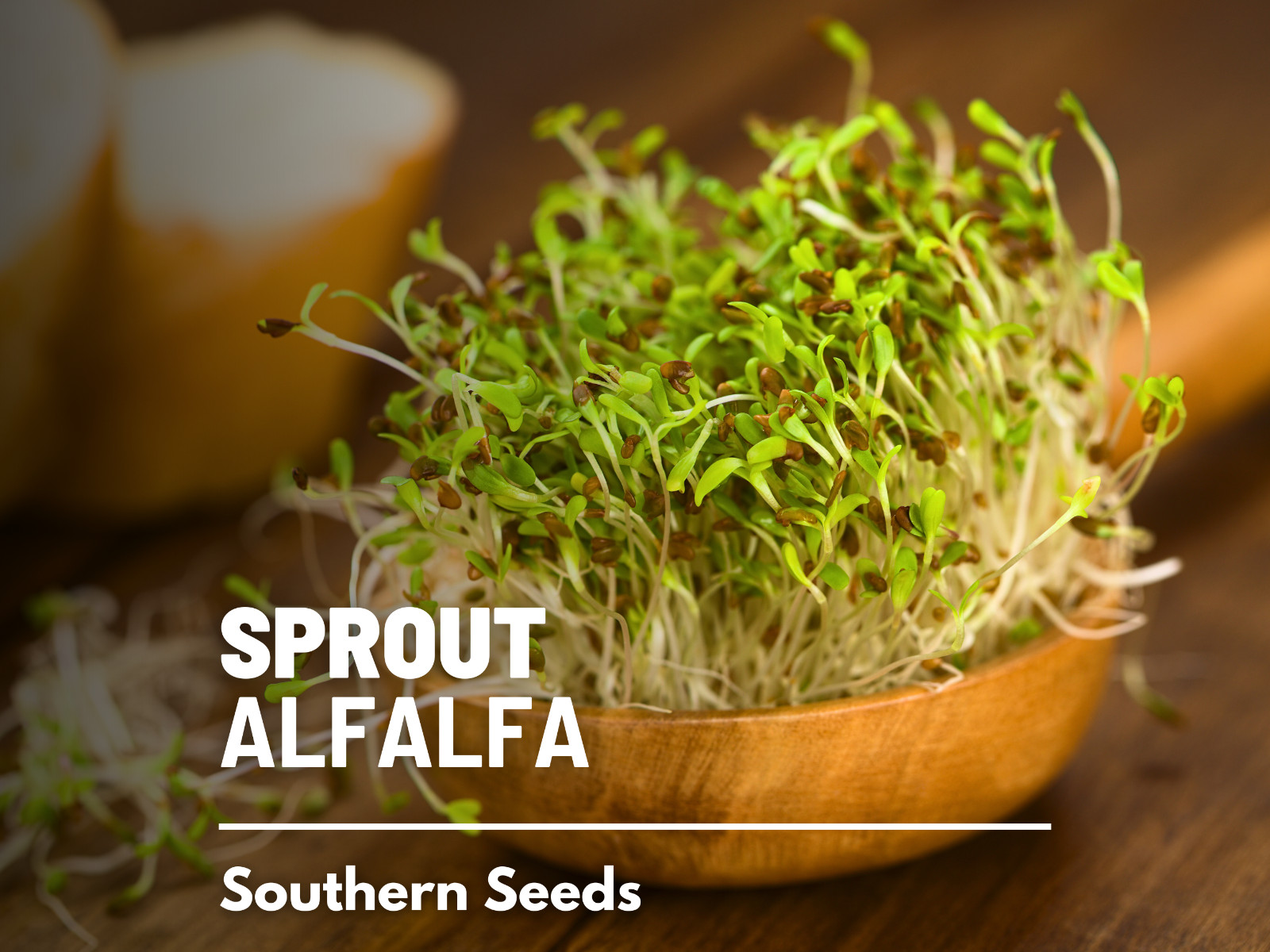 Sprout, Alfalfa – 500 Seeds – Grow All Year – NonGMO – Nutrient Dense
