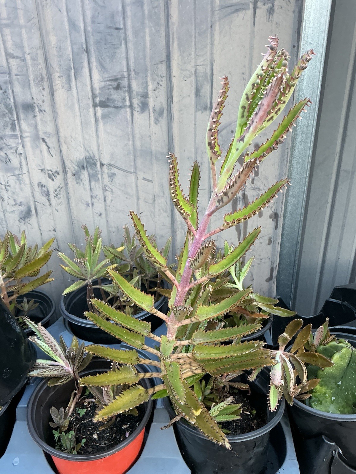 MOTHER-OF-A-THOUSAND-PLANT (KALANCHOE) 12-16+ inches SUCCULENT! WOW