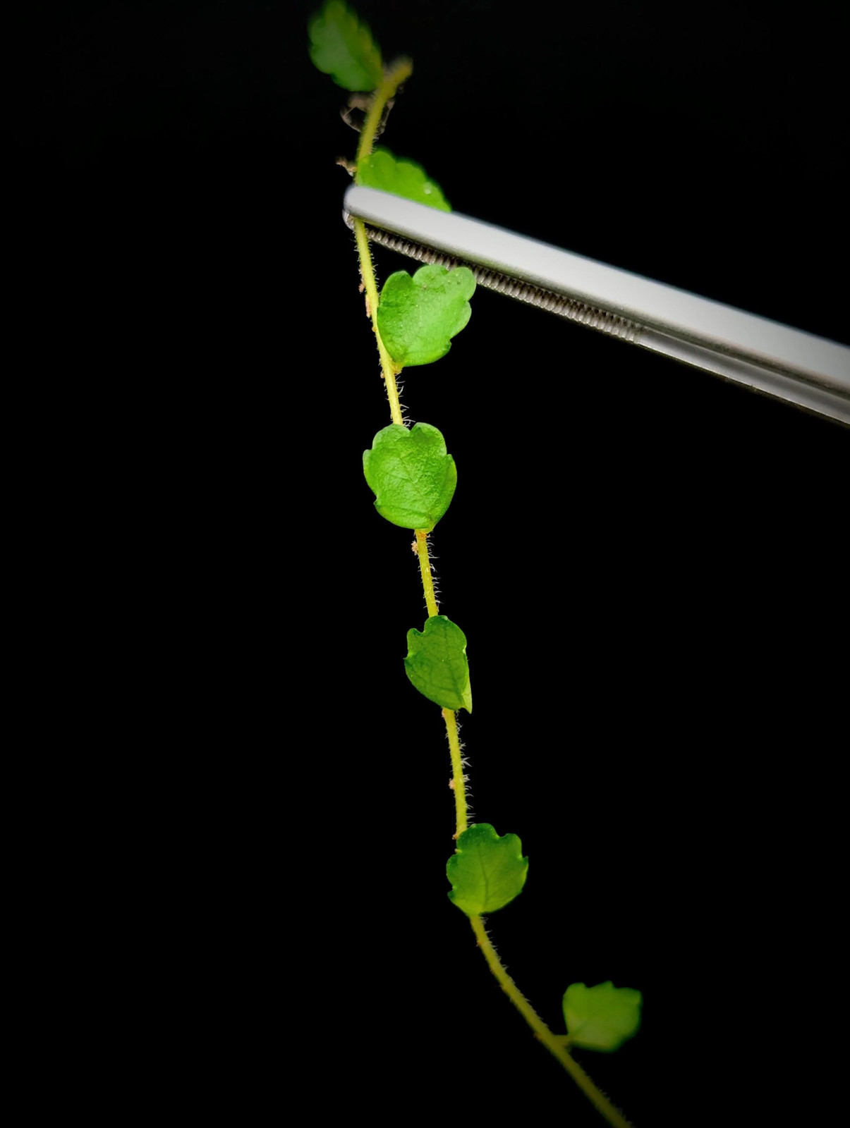 Pilea sp. surigao ‘string of toads’ (Phillipines) [cutting]