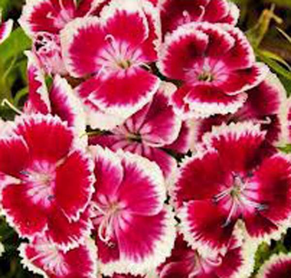 SWEET WILLIAM FLOWERS 1000 SEEDS, BEAUTIFUL CLUSTERS