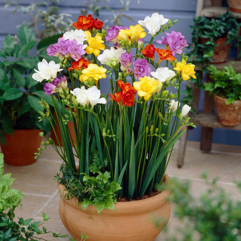 Easy to Grow Freesia Doubles Mix 15 Plant Bulbs, Spring Flowers Zones 9-11