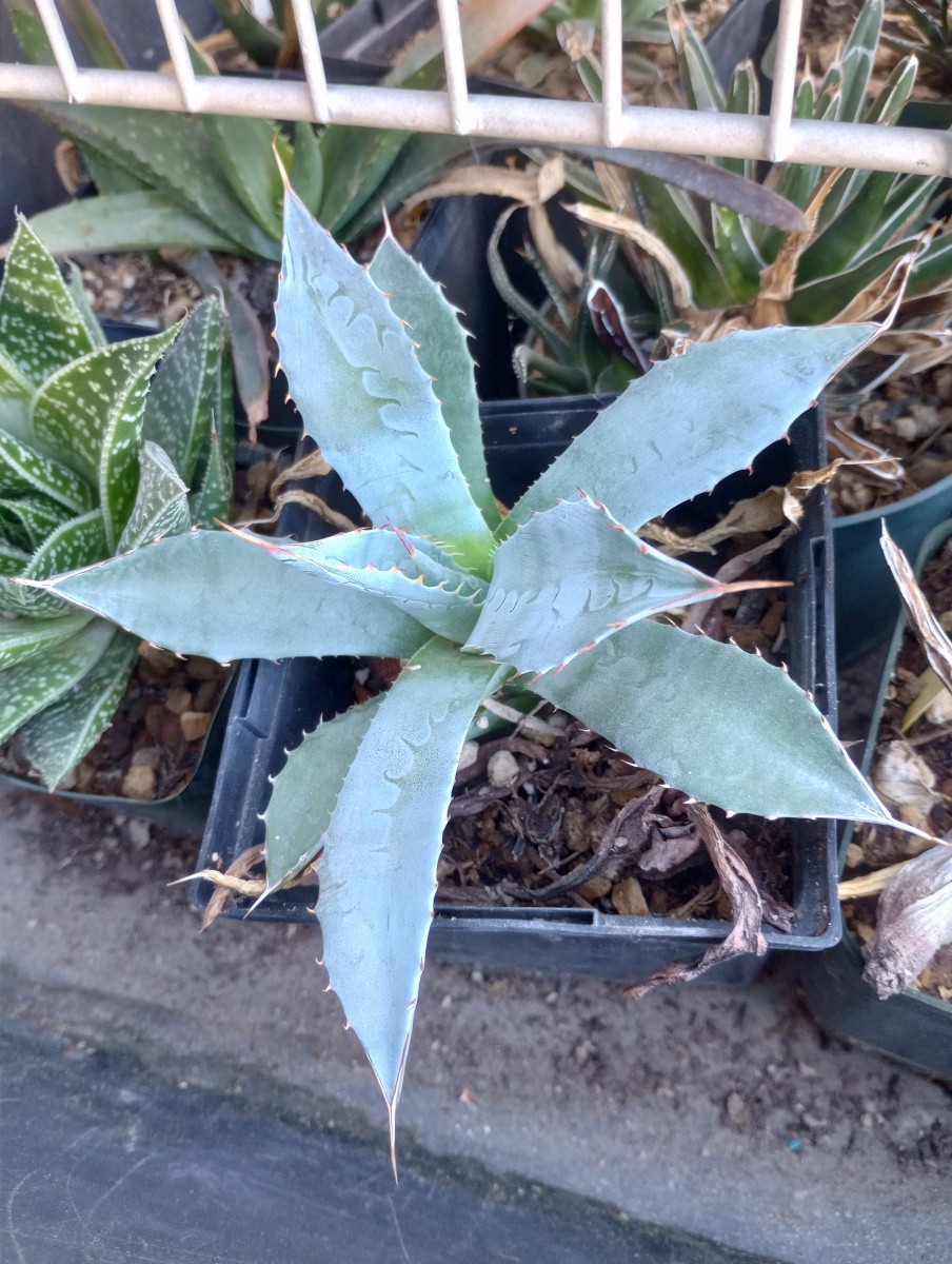 Agave zebra Distintive Blue Rosette with Jagged Red Marginal Spines 55