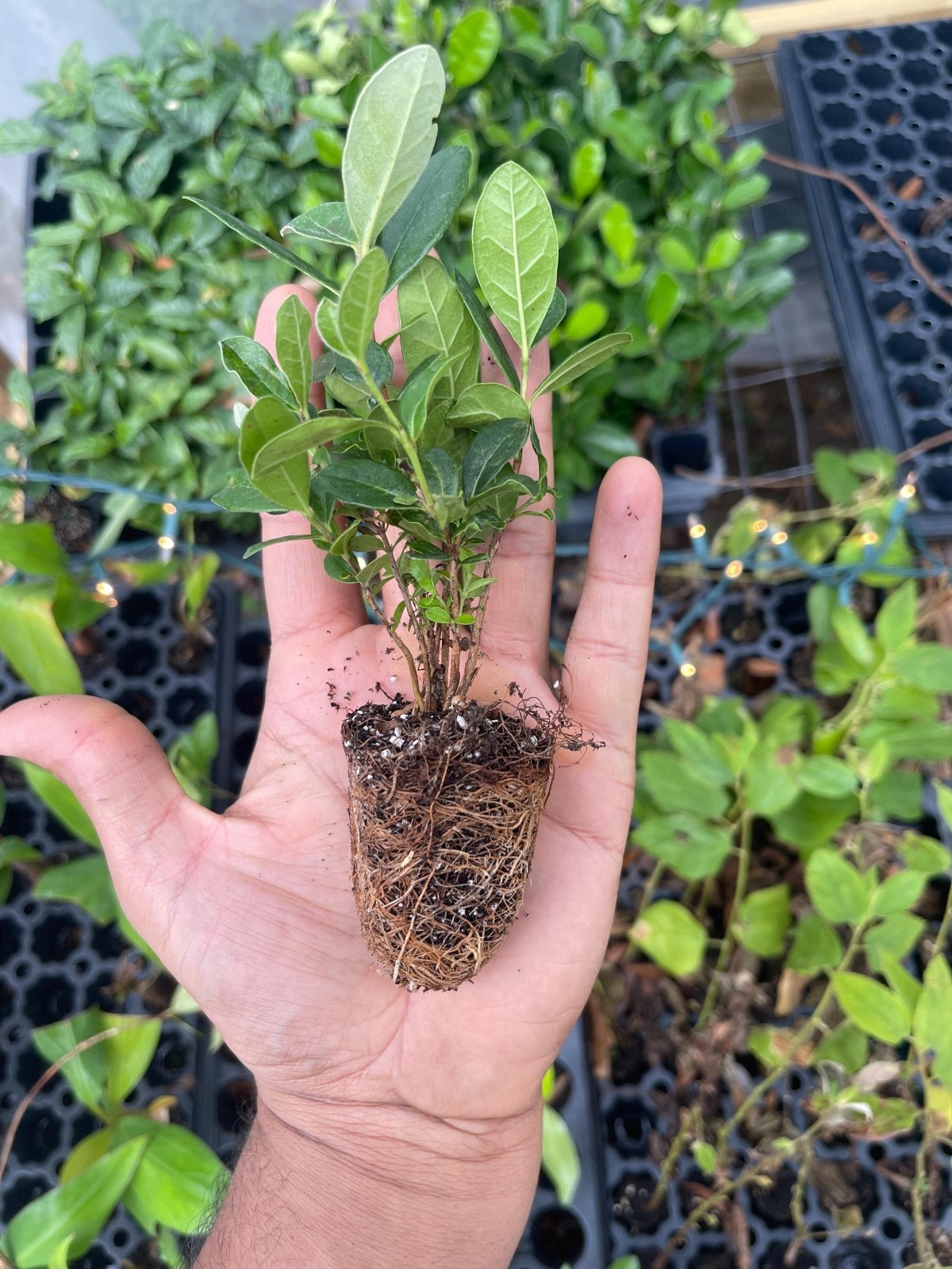 Pineapple Guava Live Plant Acca Sellowiana Edible Evergreen Fruit Shrub