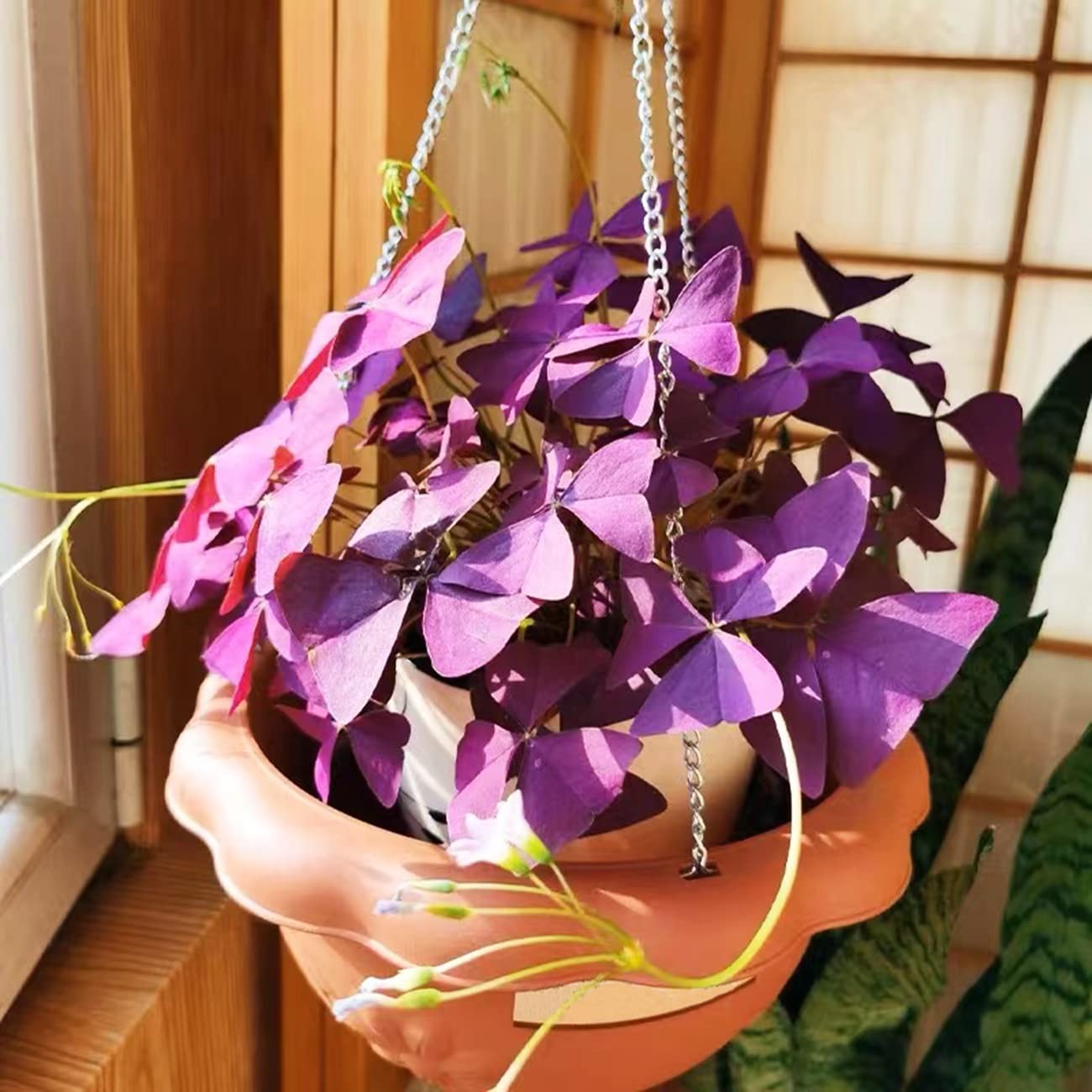 12+ Bulbs Purple Shamrocks Oxalis Triangularis Lucky Lovely Flowers Bulbs Gro…