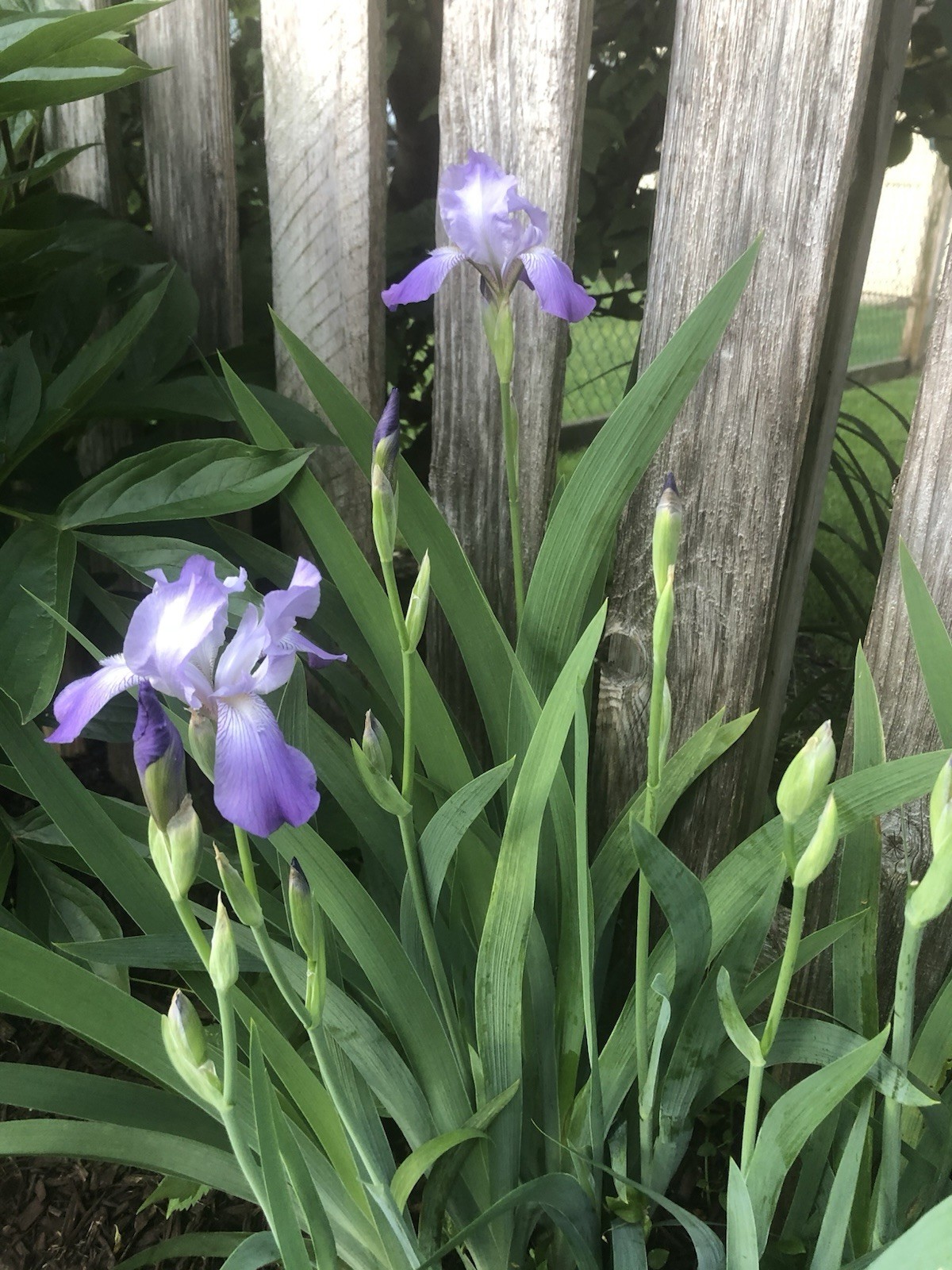 Four Purple Border Iris Rhizome Perennial