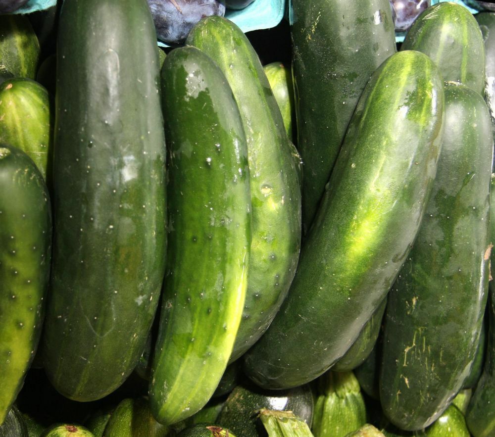 STRAIGHT EIGHT SLICING CUCUMBER 250+ SEEDS