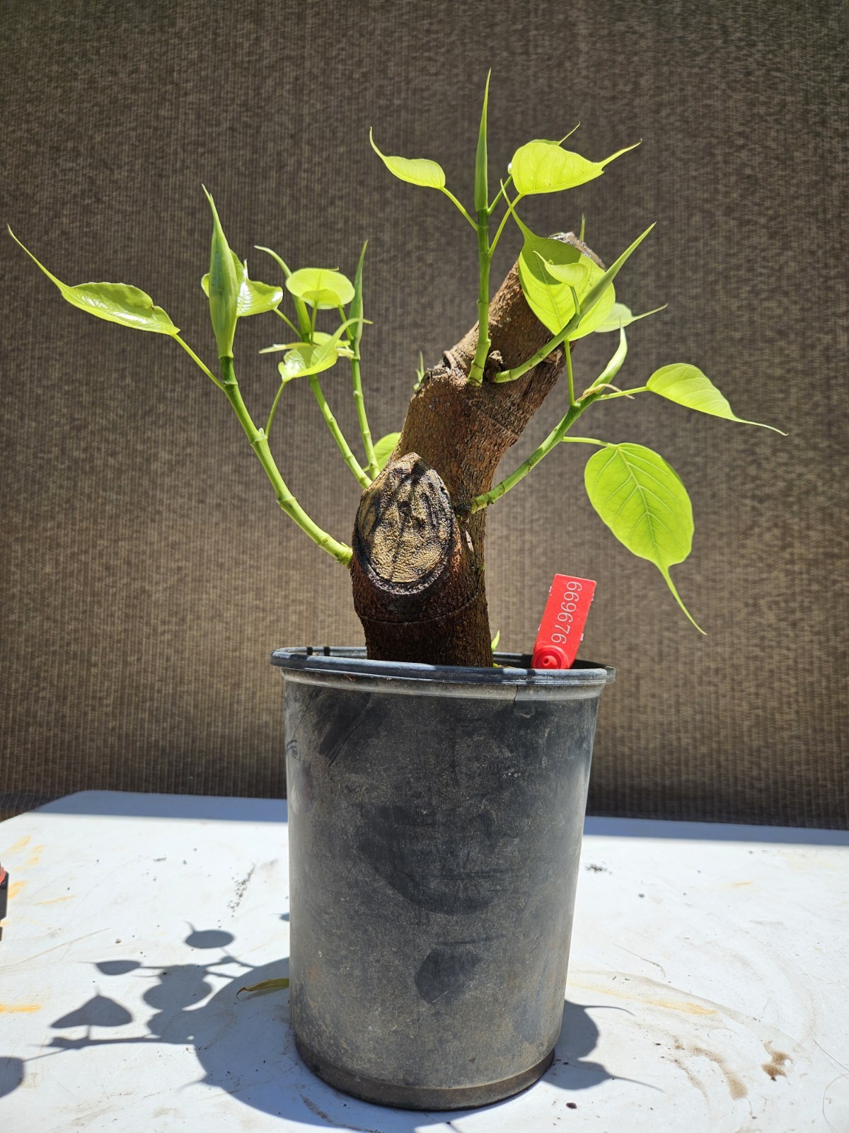 Ficus religiosa ( Sacred fig Cây Bồ Đề) Bonsai Tree,,,, sale